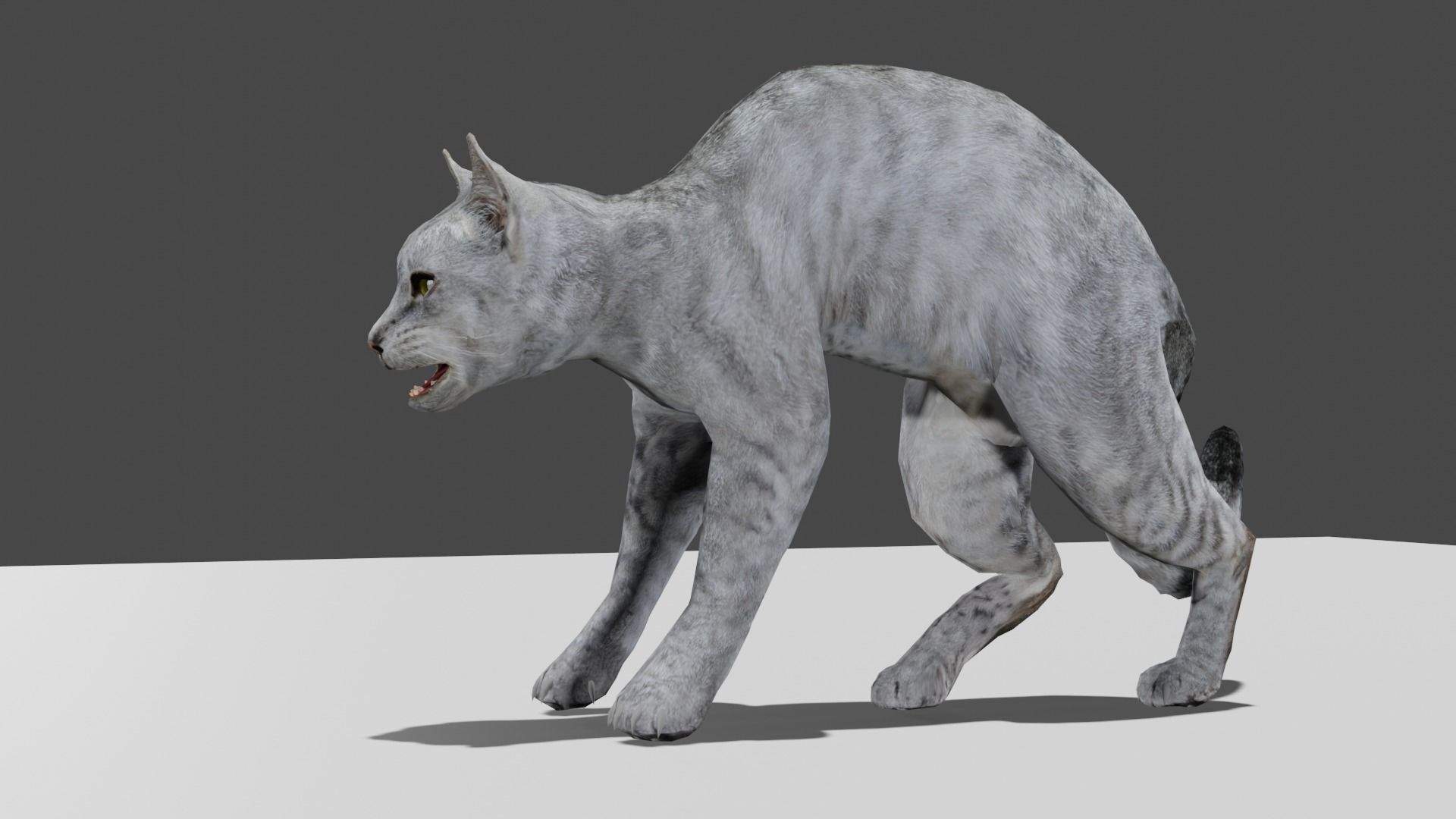 Heterochromia Cat Rigged Low-poly 3D model_5