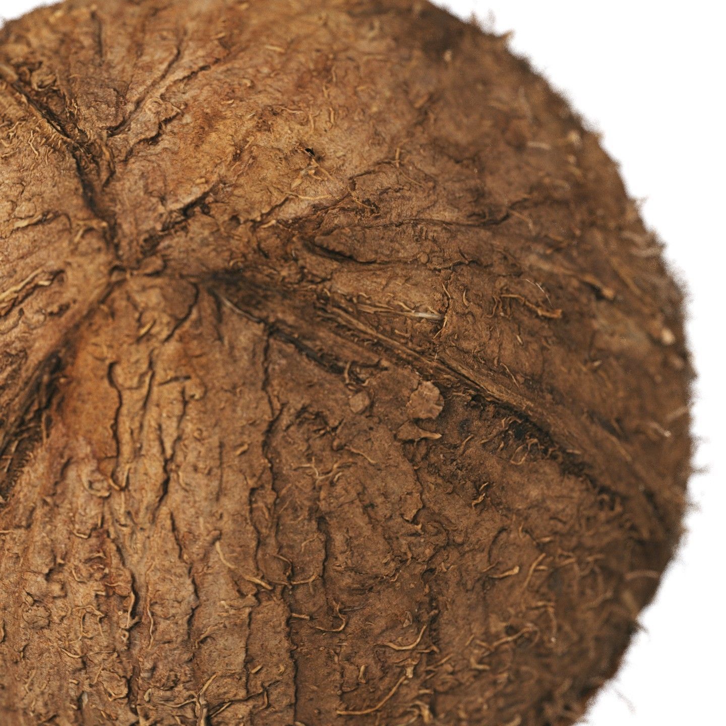 4k scanned coconut 02 3D model_6