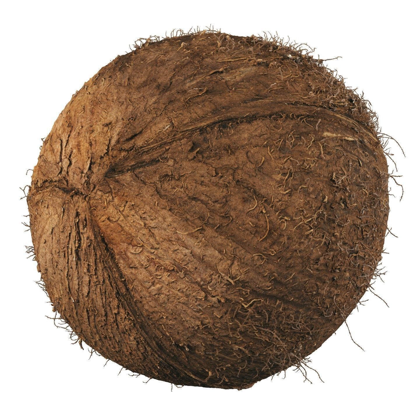 4k scanned coconut 02 3D model_2