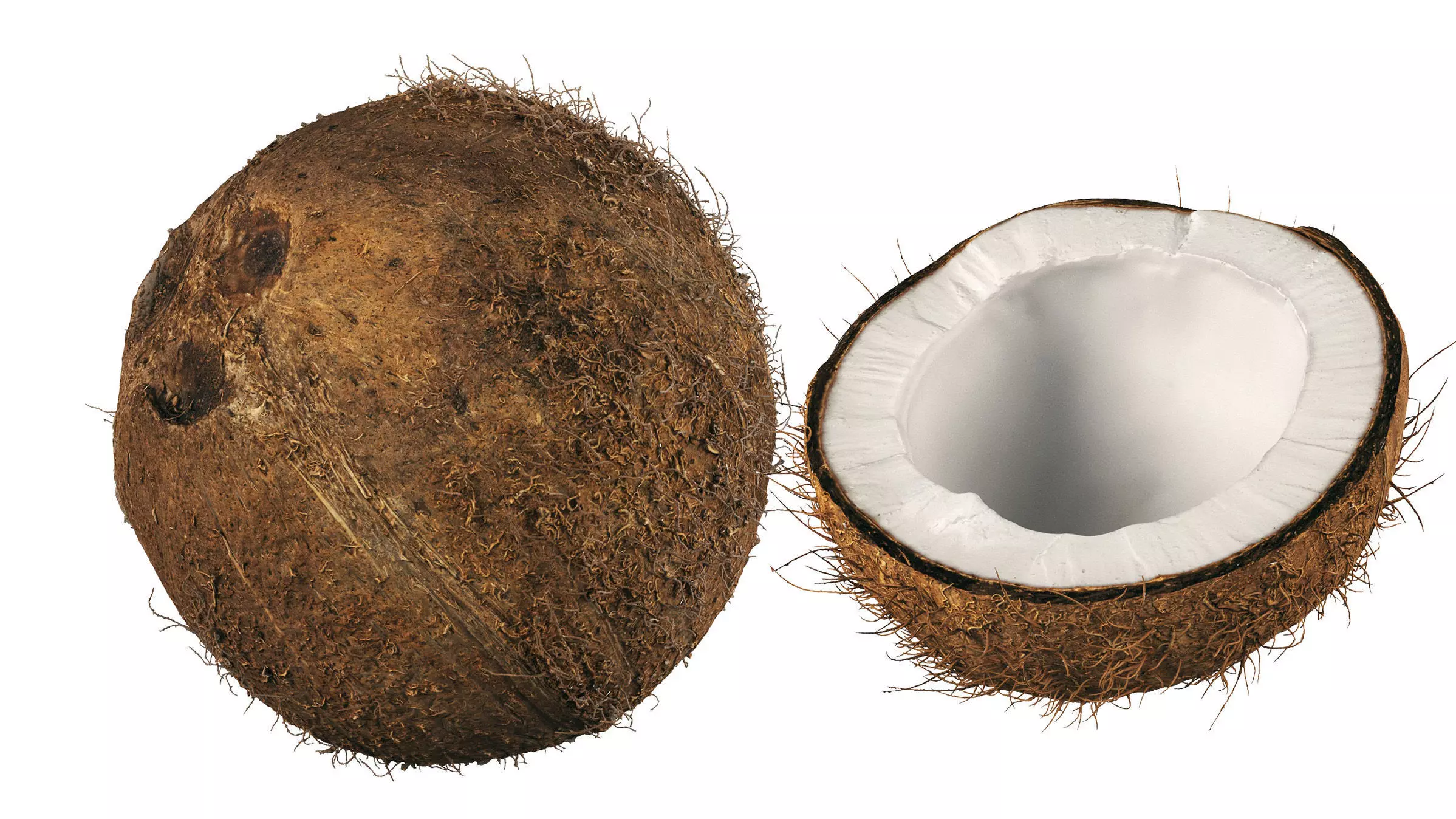 4k scanned coconut 02 3D model_0