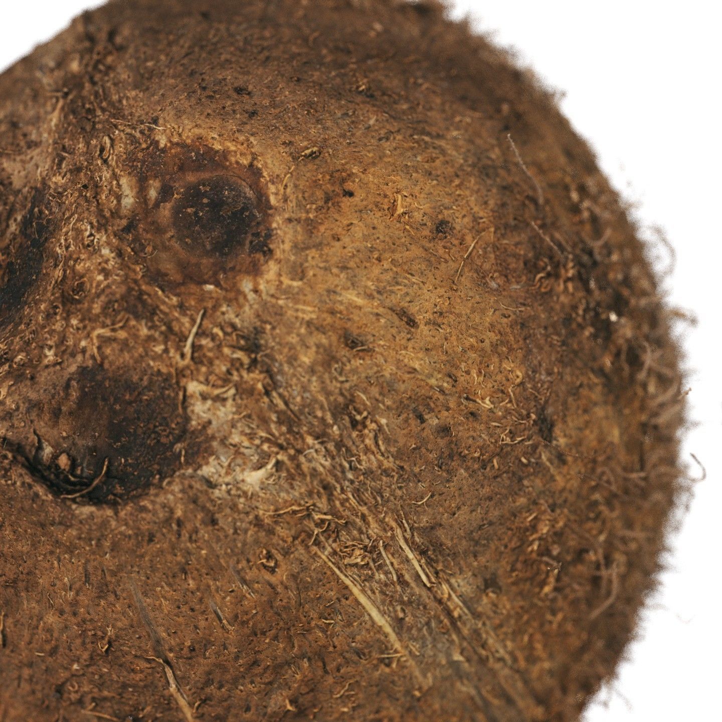 4k scanned coconut 02 3D model_7