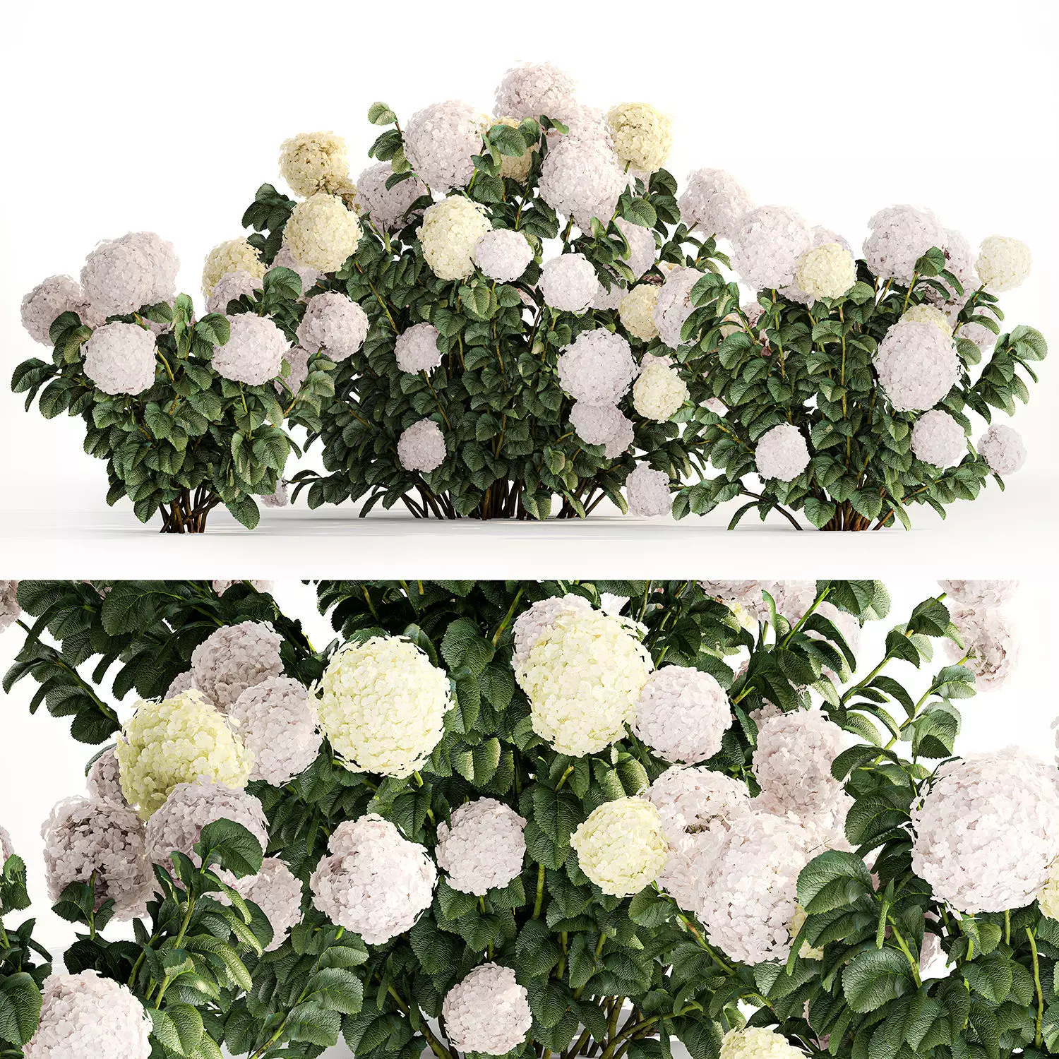 Hydrangea bushes for garden landscaping 1180 3D model_0