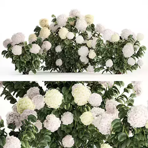 Hydrangea bushes for garden landscaping 1180 3D model