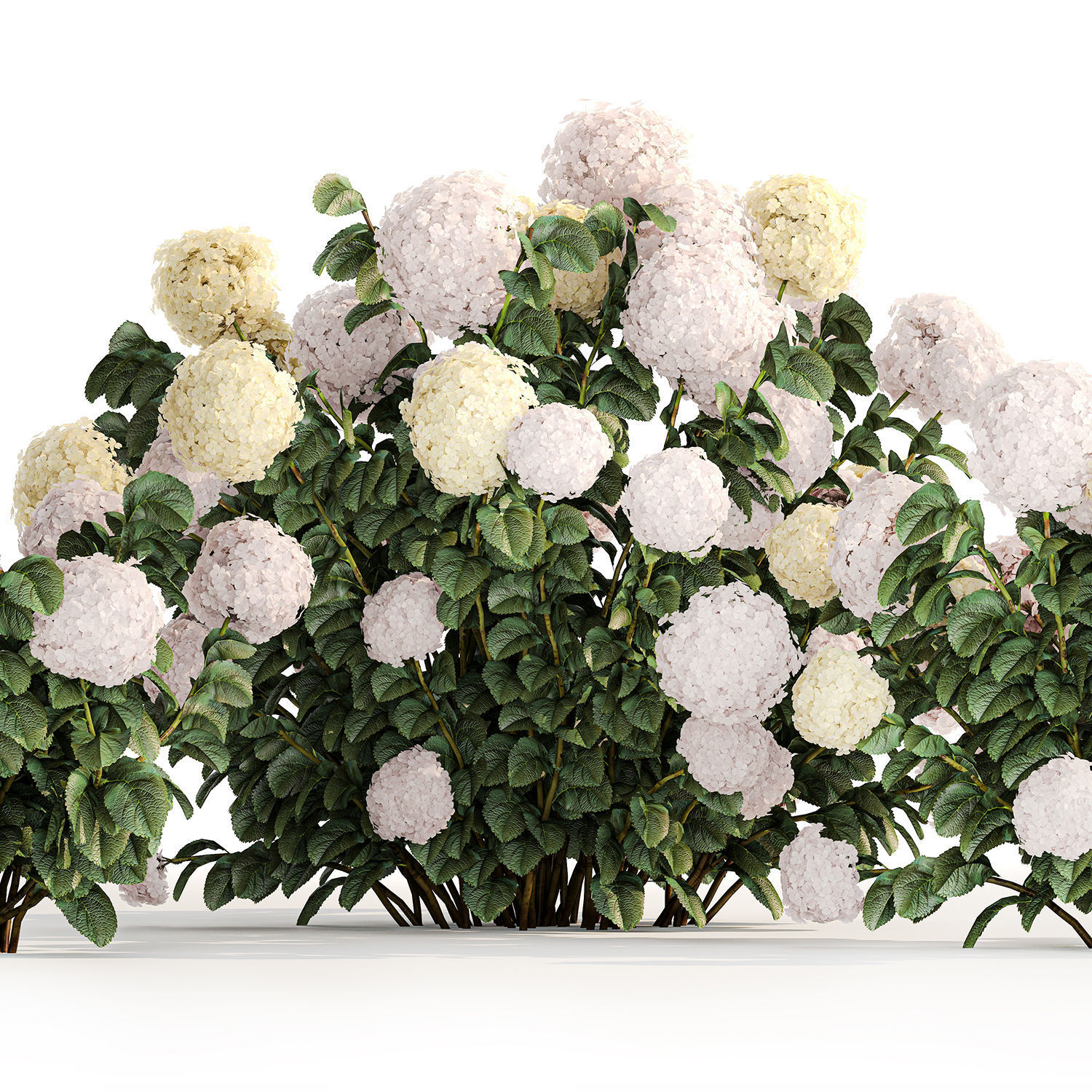 Hydrangea bushes for garden landscaping 1180 3D model_3