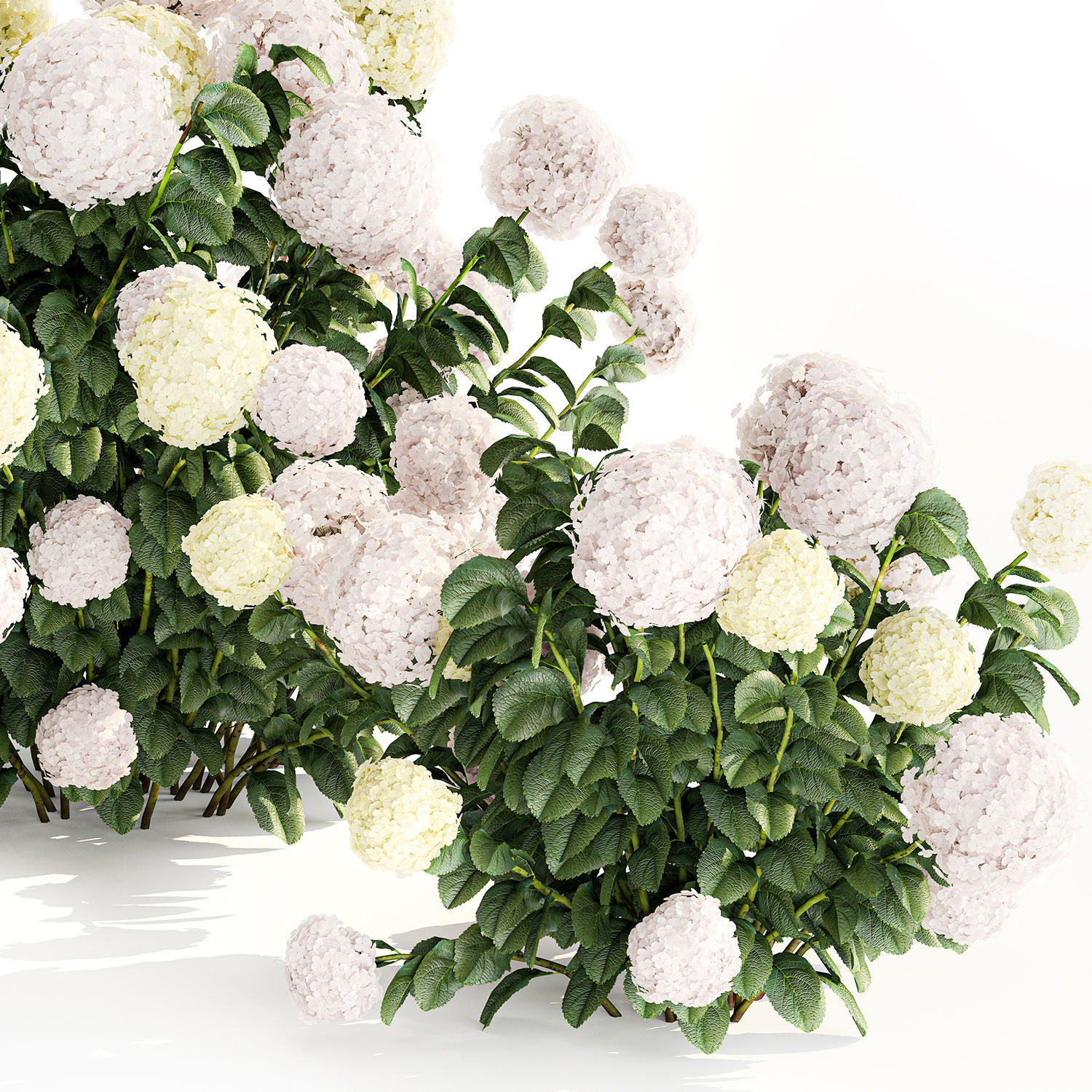 Hydrangea bushes for garden landscaping 1180 3D model_6
