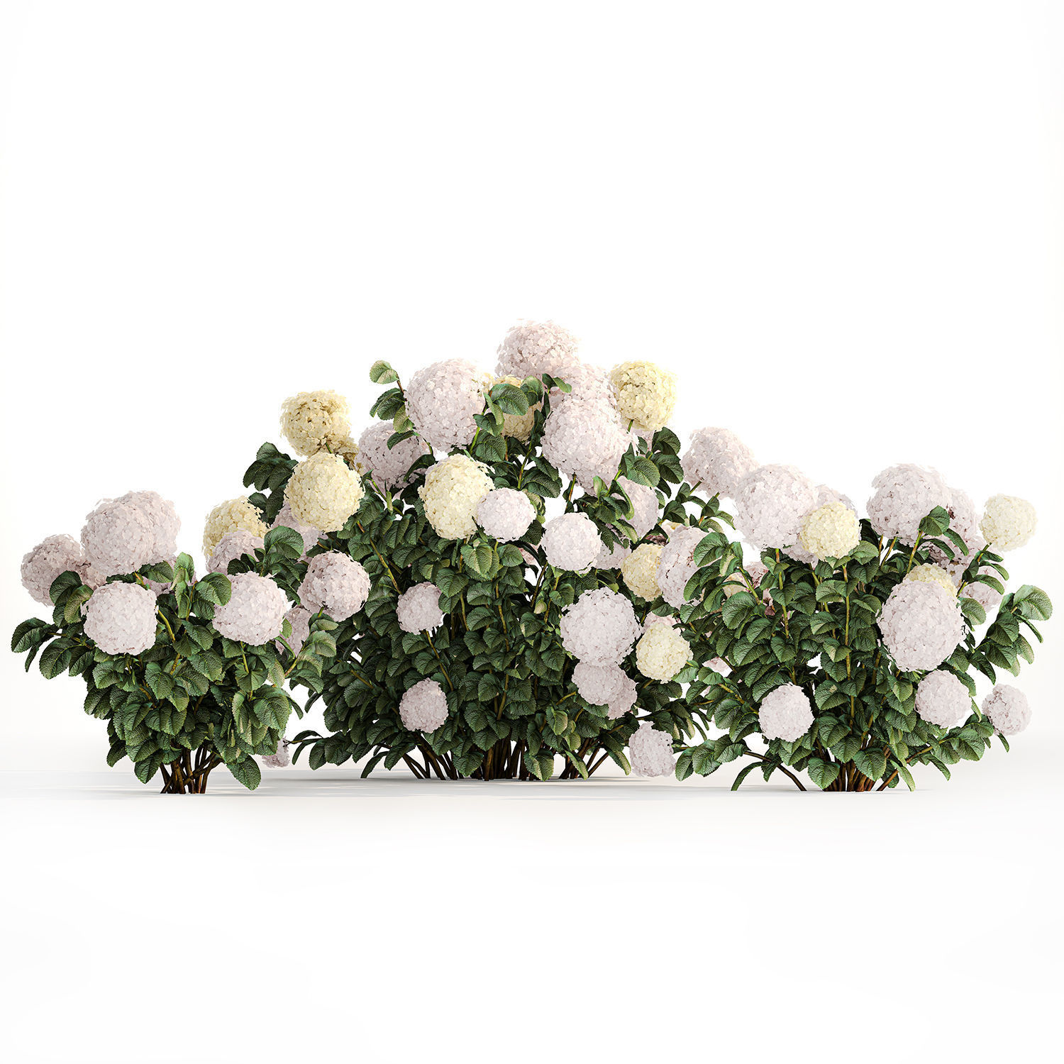 Hydrangea bushes for garden landscaping 1180 3D model_1