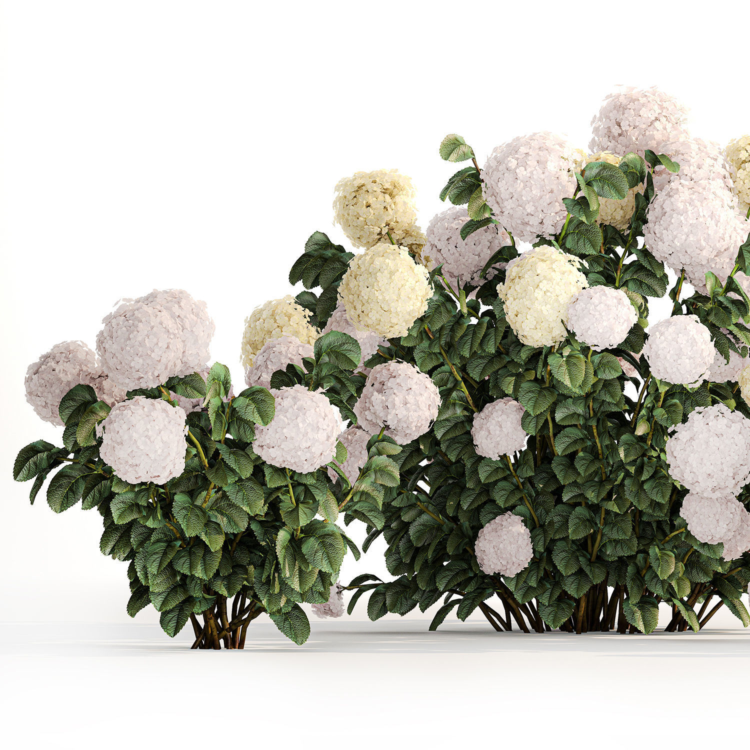 Hydrangea bushes for garden landscaping 1180 3D model_2