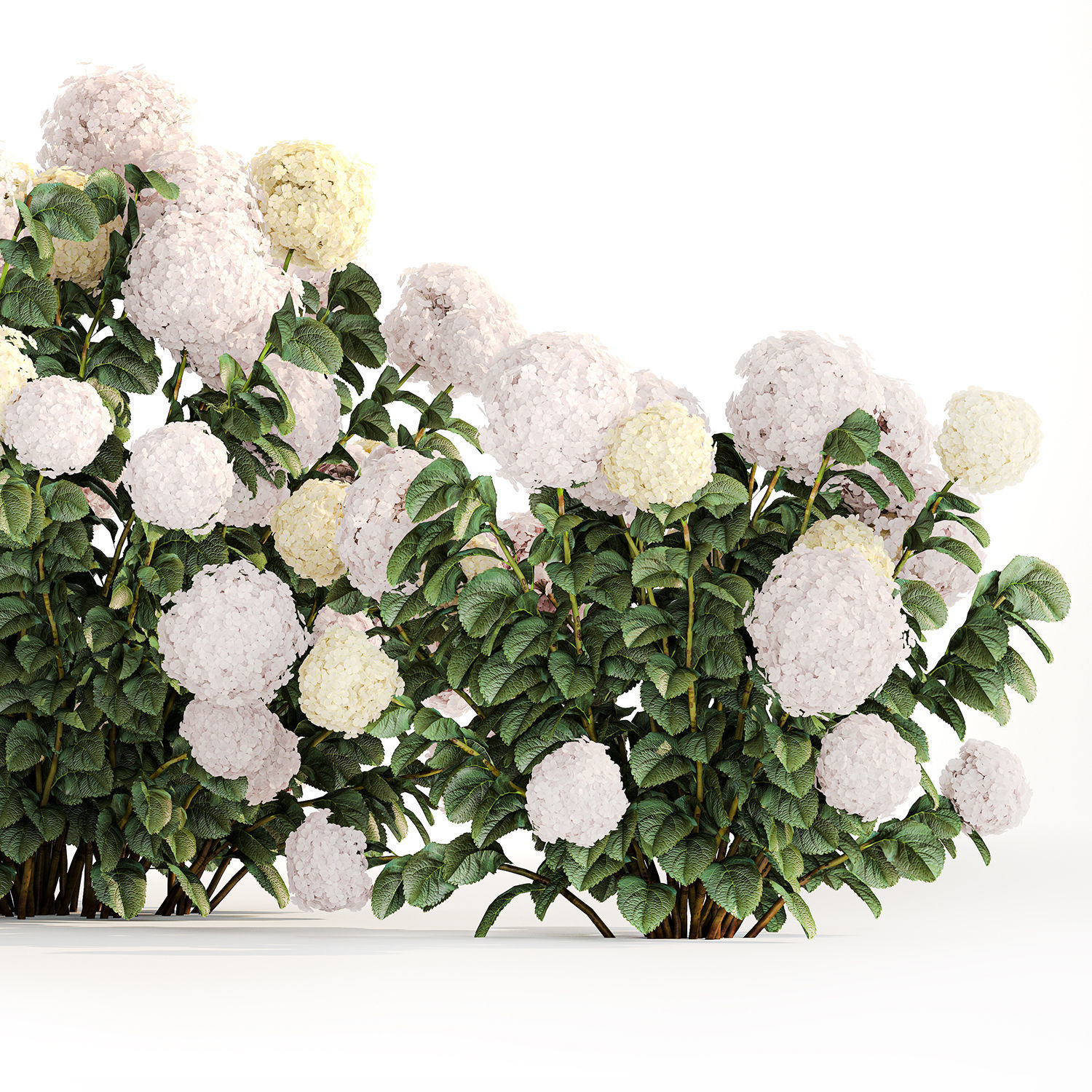 Hydrangea bushes for garden landscaping 1180 3D model_4