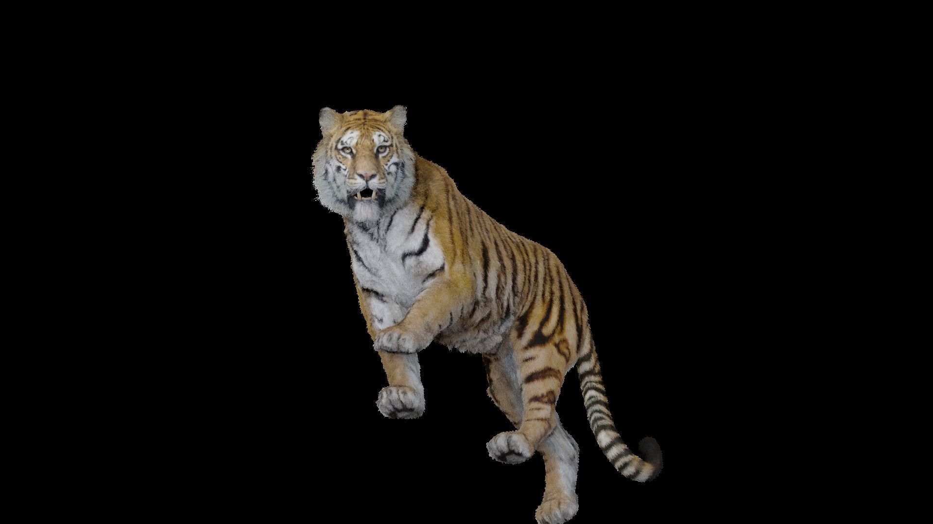 Tiger Bengal rigged and animated model photorealistic Low-poly 3D model_6