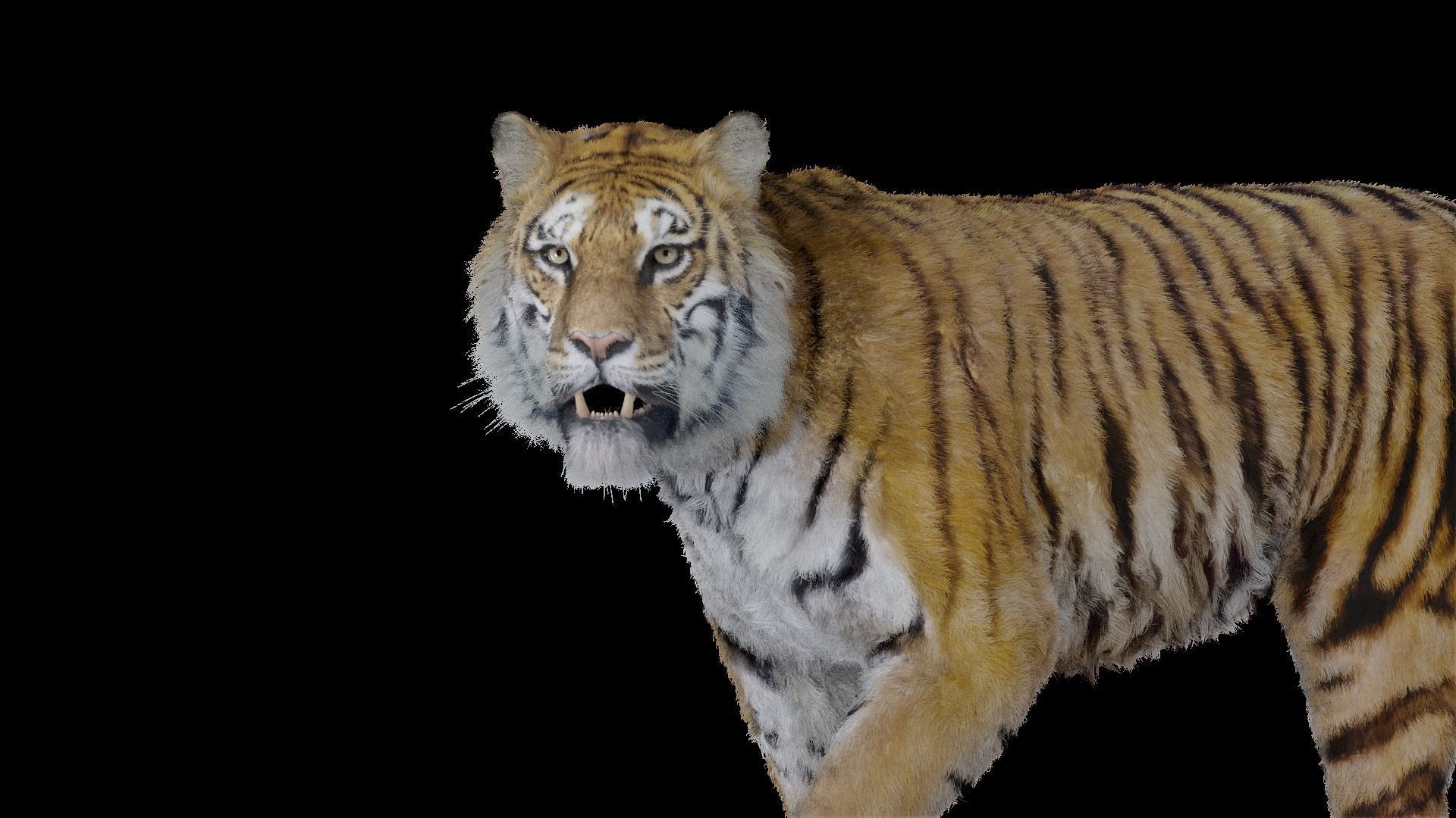 Tiger Bengal rigged and animated model photorealistic Low-poly 3D model_1