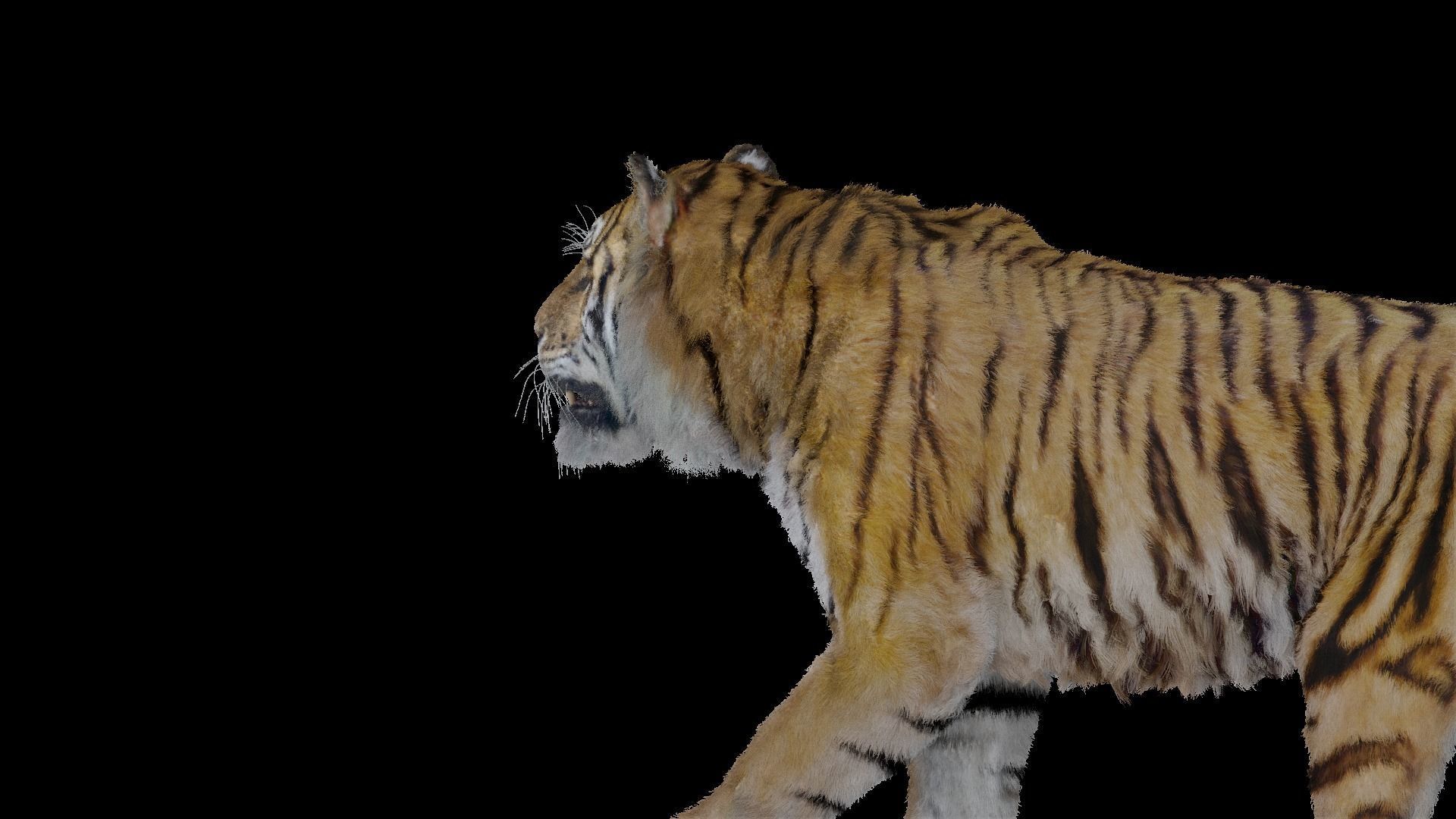 Tiger Bengal rigged and animated model photorealistic Low-poly 3D model_22