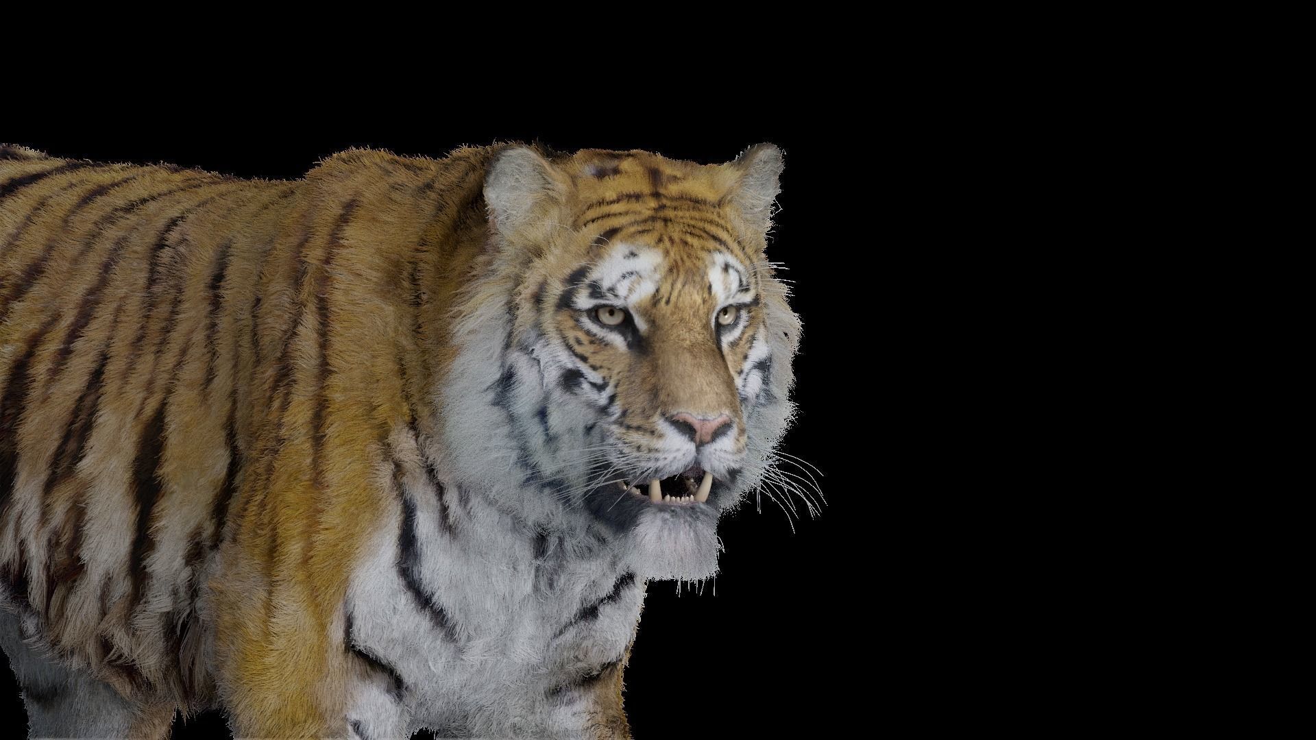 Tiger Bengal rigged and animated model photorealistic Low-poly 3D model_13