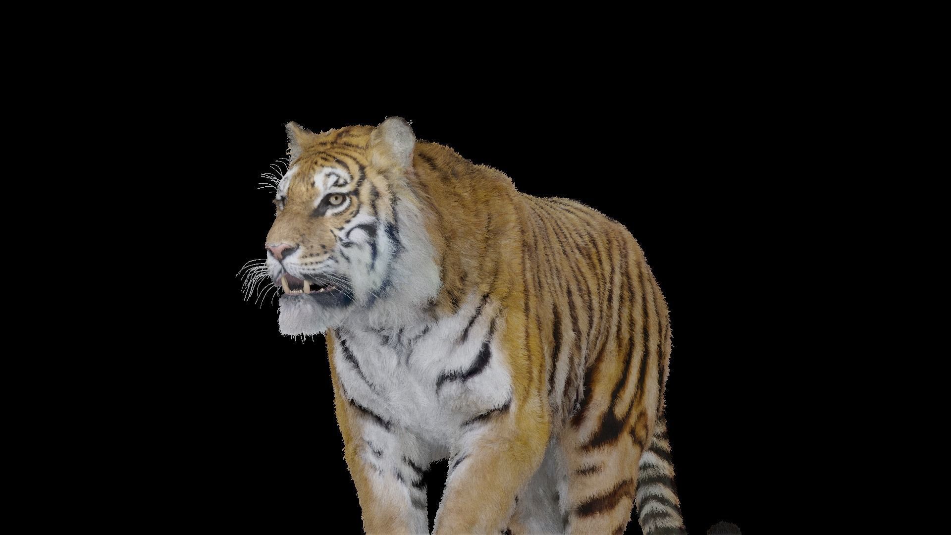 Tiger Bengal rigged and animated model photorealistic Low-poly 3D model_16
