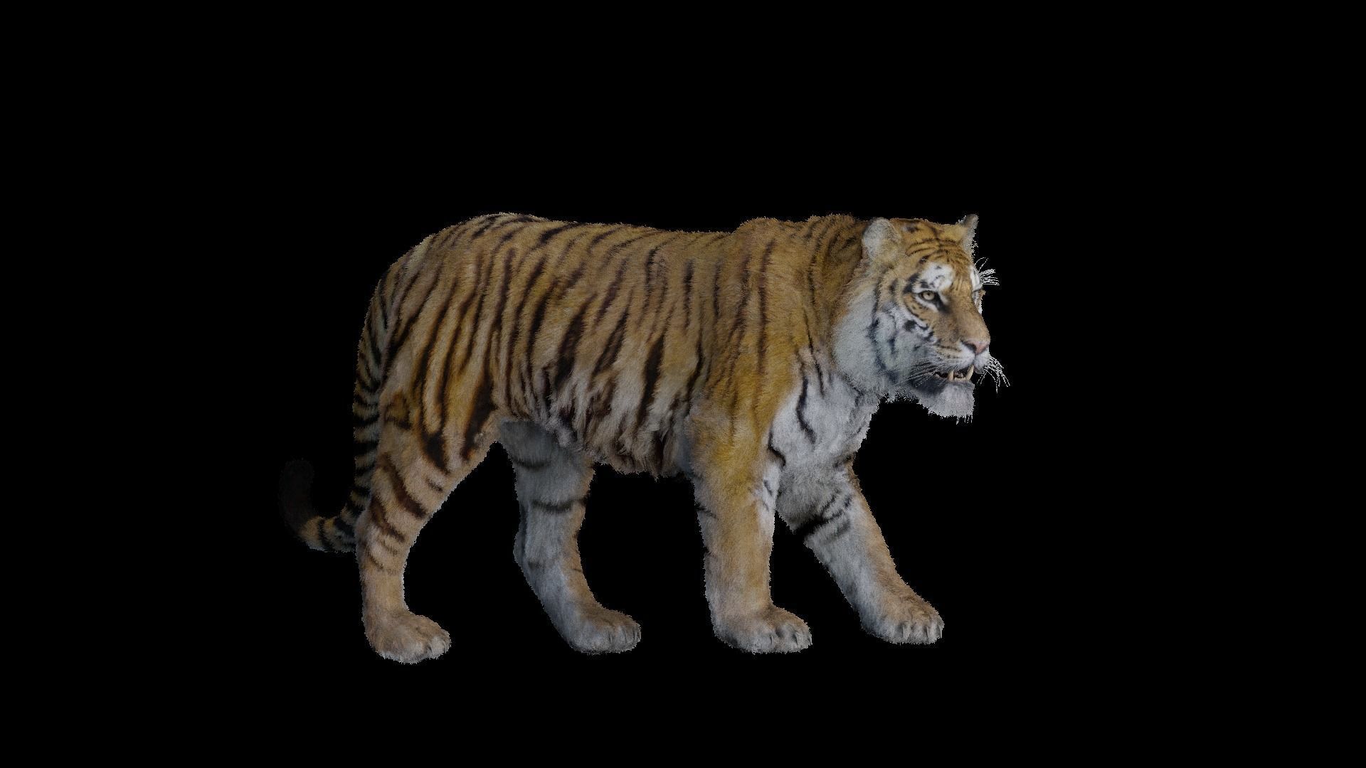 Tiger Bengal rigged and animated model photorealistic Low-poly 3D model_9