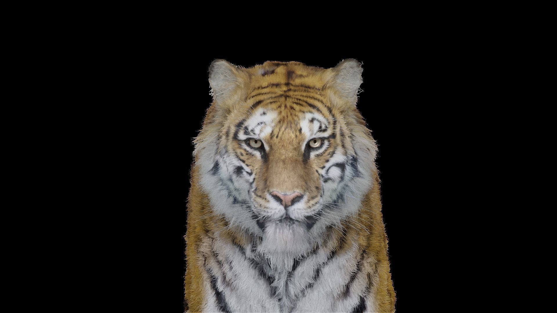 Tiger Bengal rigged and animated model photorealistic Low-poly 3D model_5