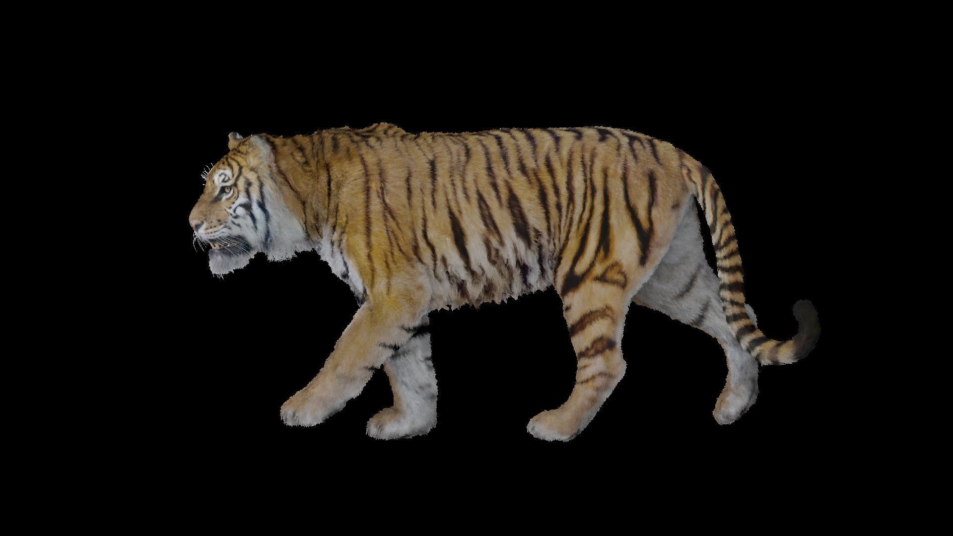 Tiger Bengal rigged and animated model photorealistic Low-poly 3D model_7