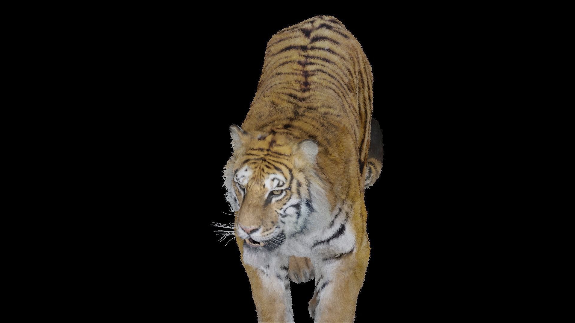 Tiger Bengal rigged and animated model photorealistic Low-poly 3D model_18