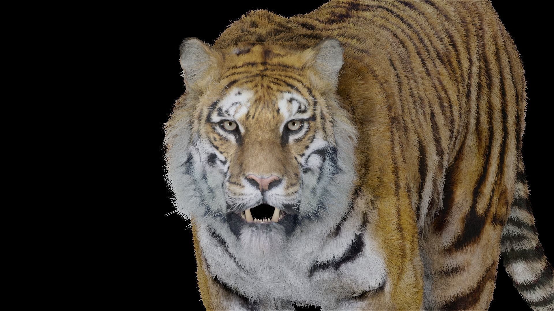Tiger Bengal rigged and animated model photorealistic Low-poly 3D model_3