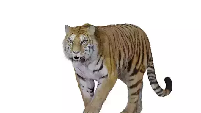 Tiger Bengal rigged and animated model photorealistic Low-poly 3D model