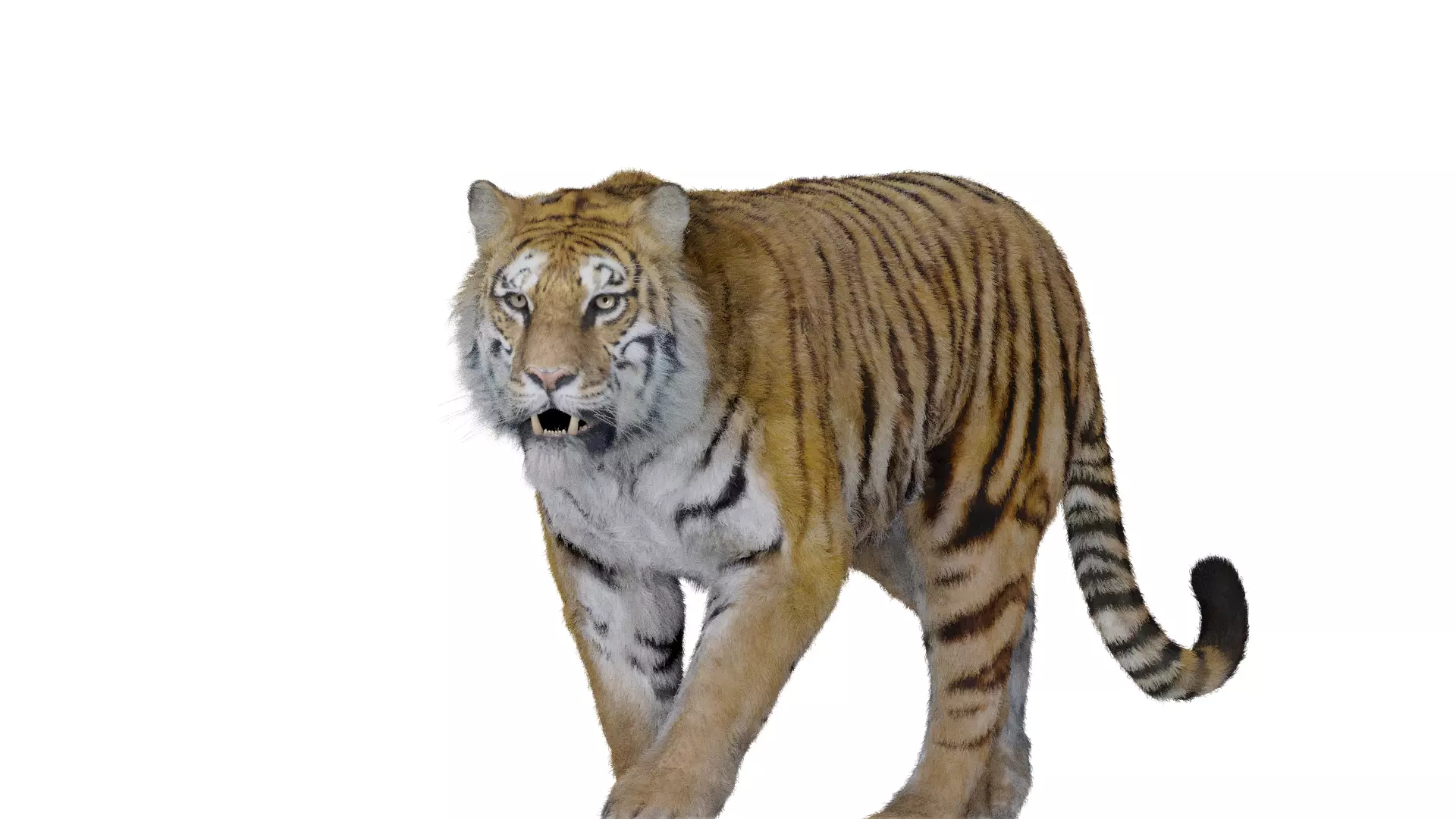 Tiger Bengal rigged and animated model photorealistic Low-poly 3D model_0