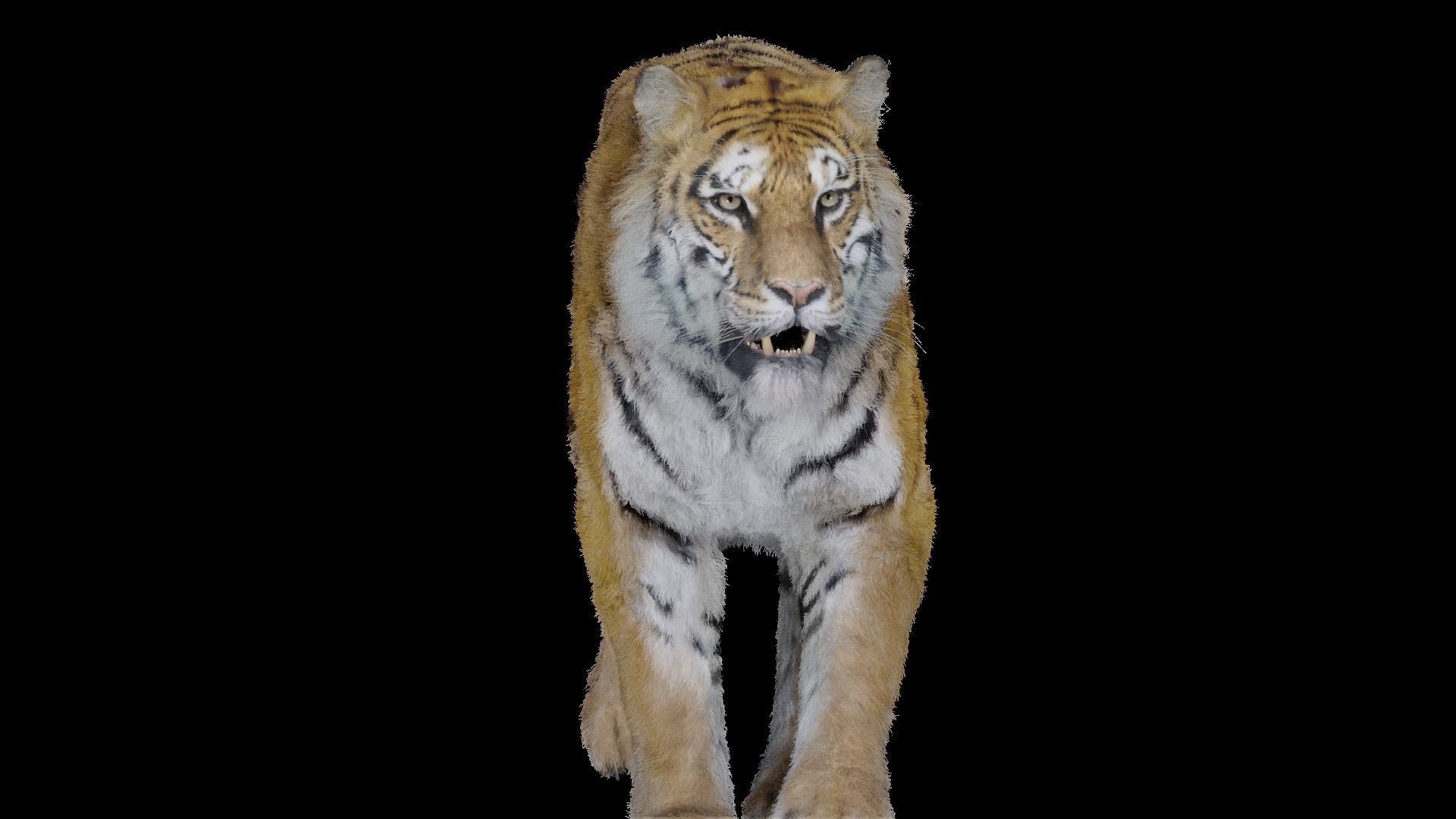 Tiger Bengal rigged and animated model photorealistic Low-poly 3D model_2