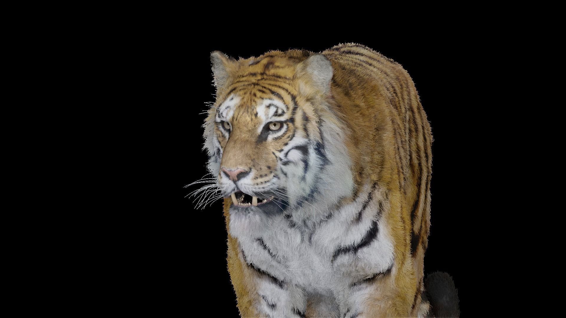 Tiger Bengal rigged and animated model photorealistic Low-poly 3D model_12
