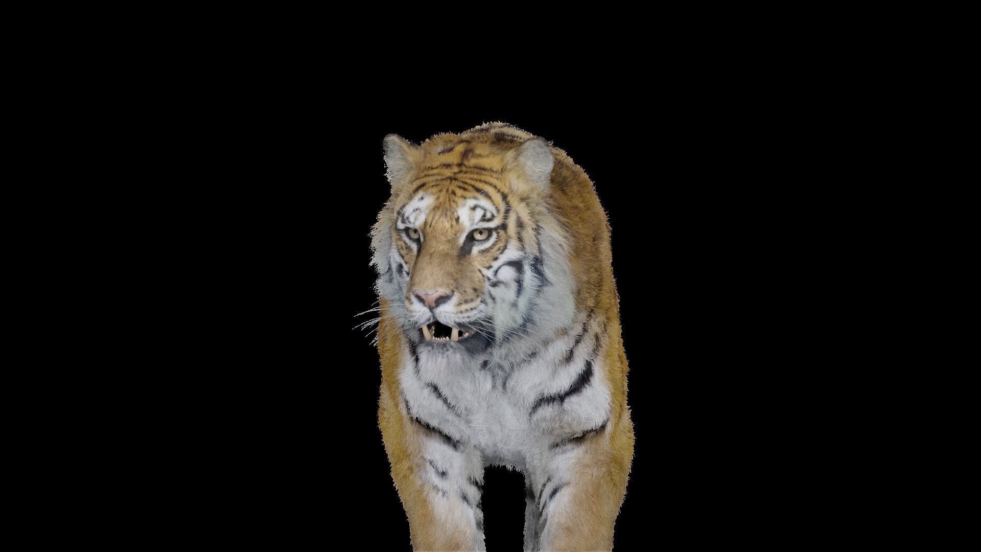 Tiger Bengal rigged and animated model photorealistic Low-poly 3D model_11