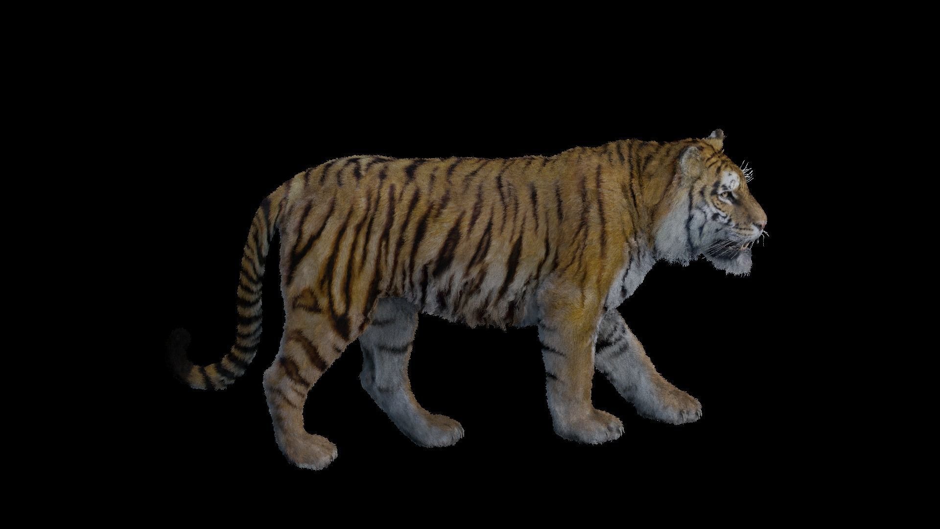 Tiger Bengal rigged and animated model photorealistic Low-poly 3D model_10