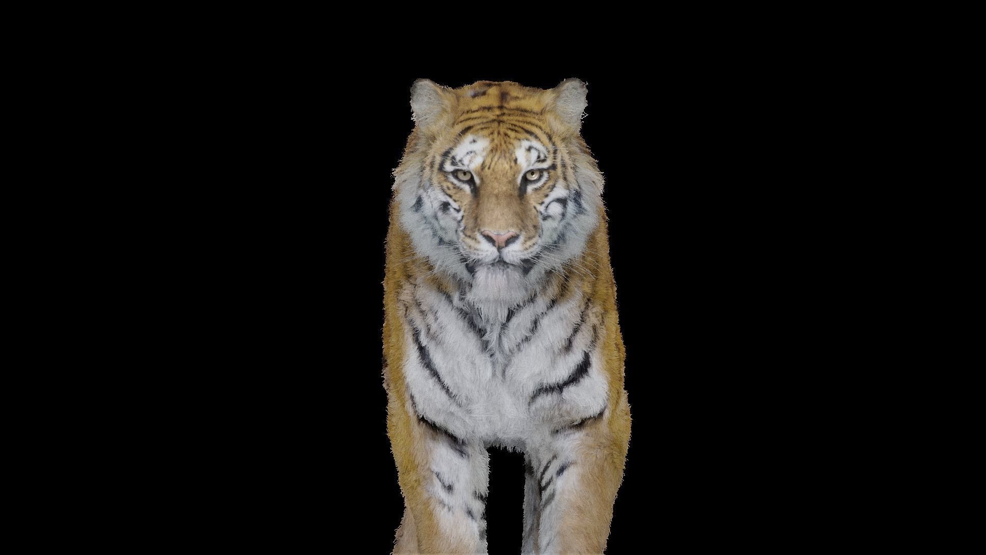 Tiger Bengal rigged and animated model photorealistic Low-poly 3D model_4