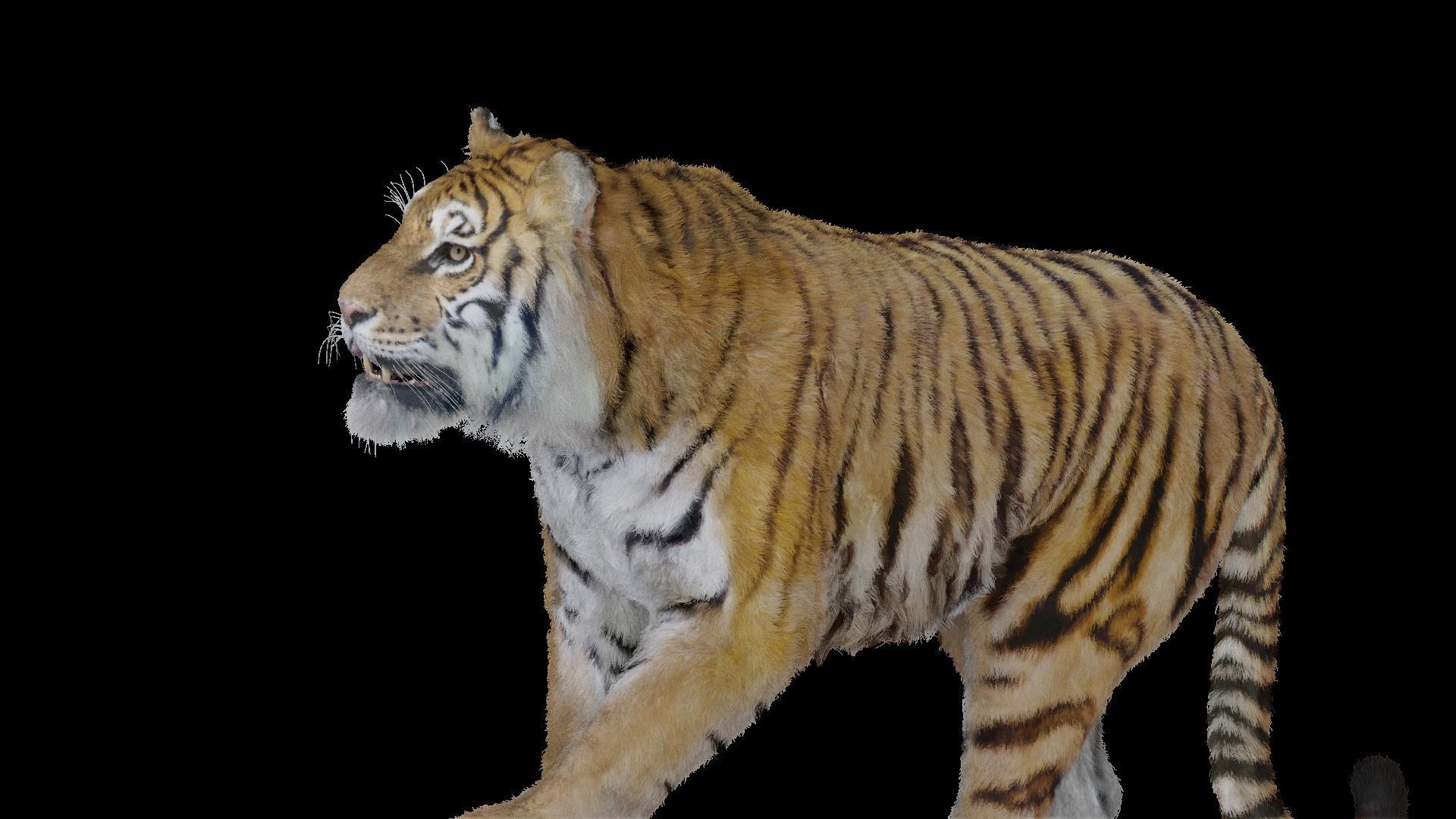 Tiger Bengal rigged and animated model photorealistic Low-poly 3D model_19