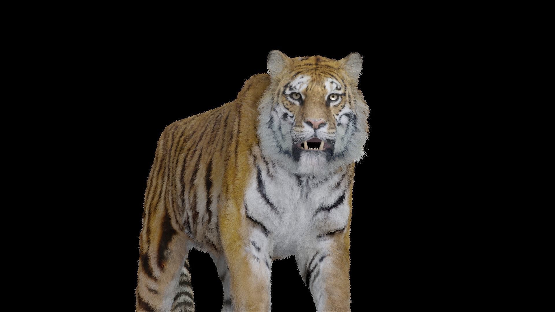Tiger Bengal rigged and animated model photorealistic Low-poly 3D model_15