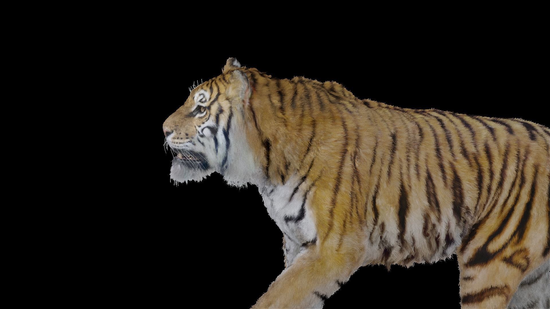 Tiger Bengal rigged and animated model photorealistic Low-poly 3D model_20