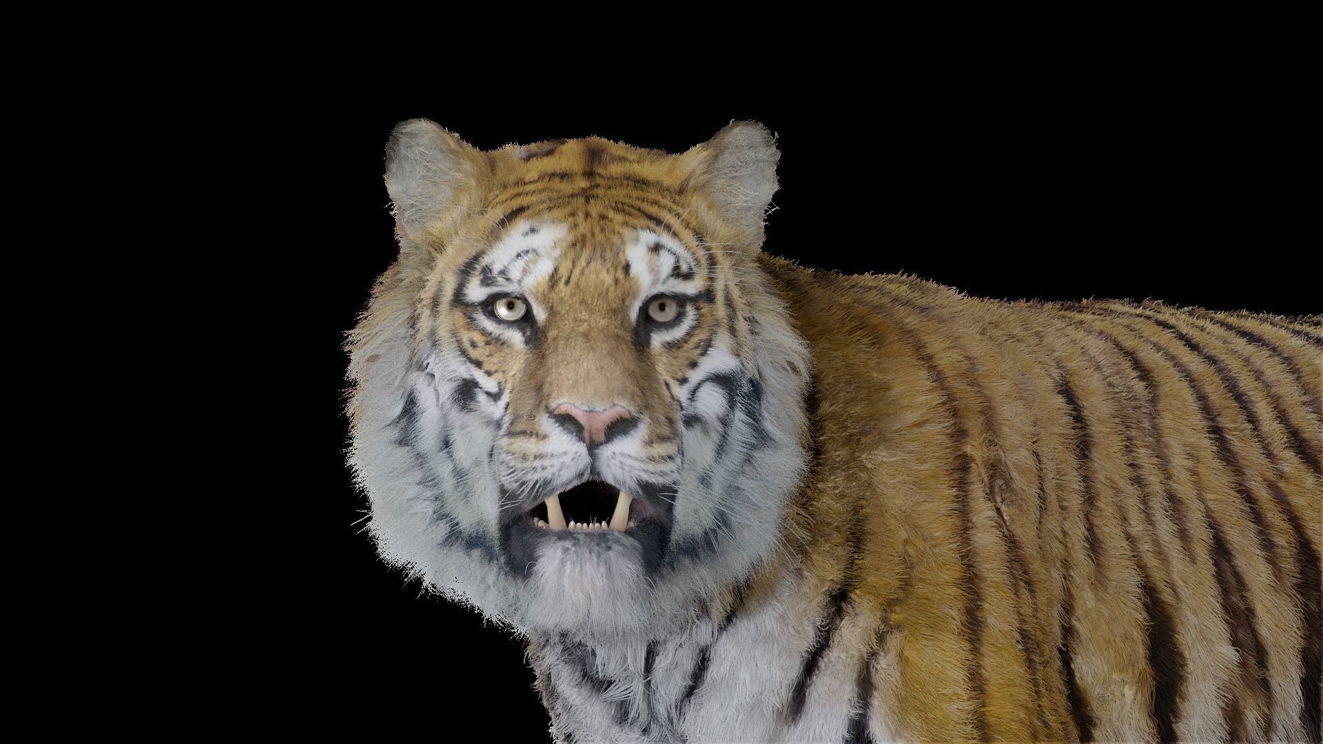 Tiger Bengal rigged and animated model photorealistic Low-poly 3D model_8