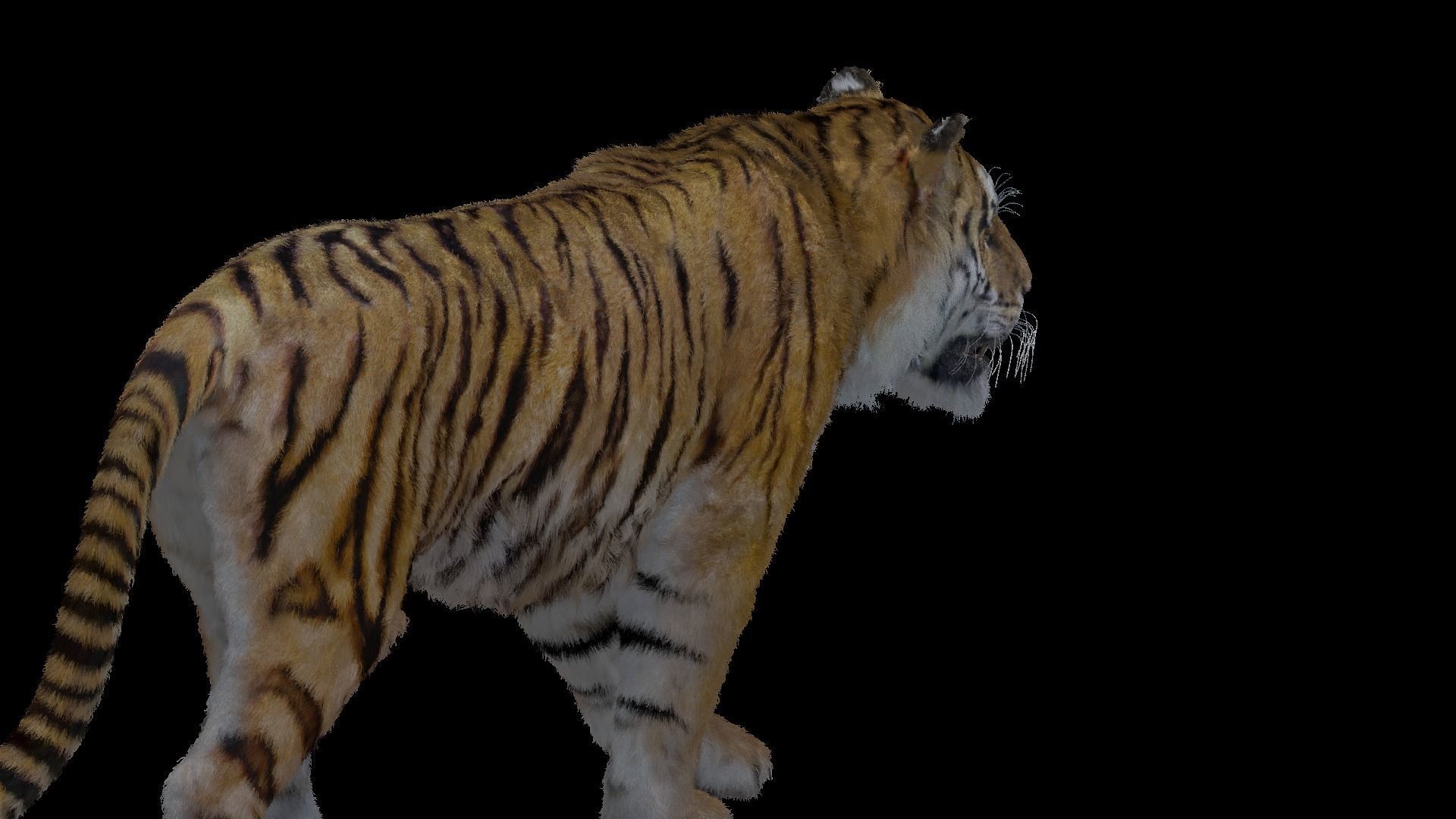 Tiger Bengal rigged and animated model photorealistic Low-poly 3D model_21