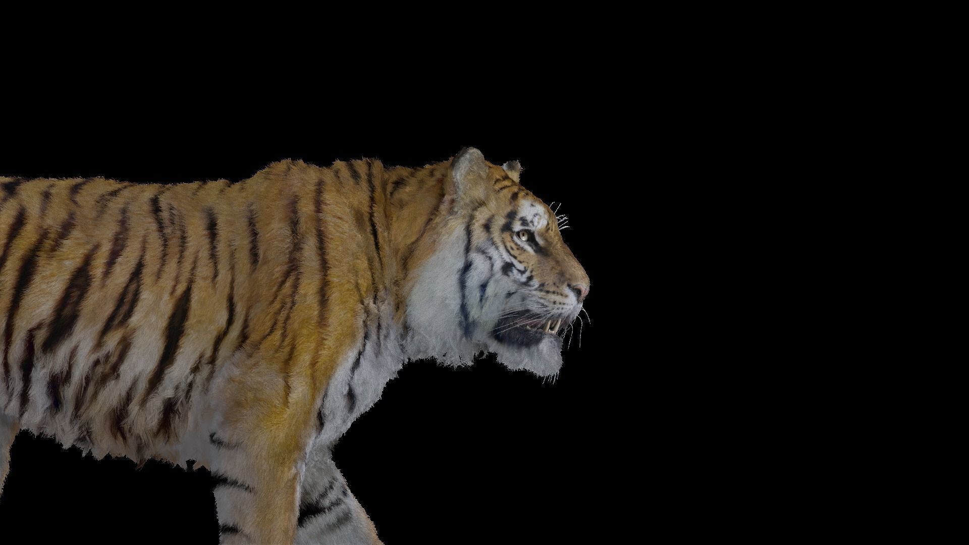 Tiger Bengal rigged and animated model photorealistic Low-poly 3D model_17