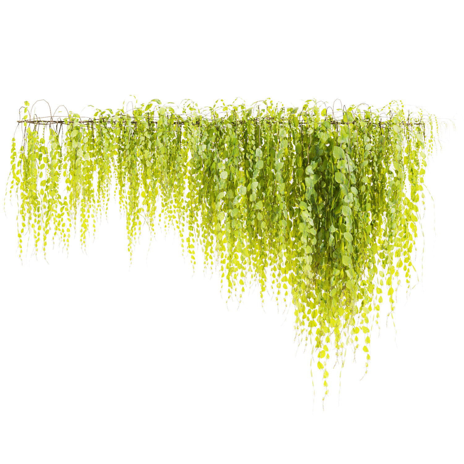 Collection plant vol 443 - Outdoor - bush - ivy 3D model_3