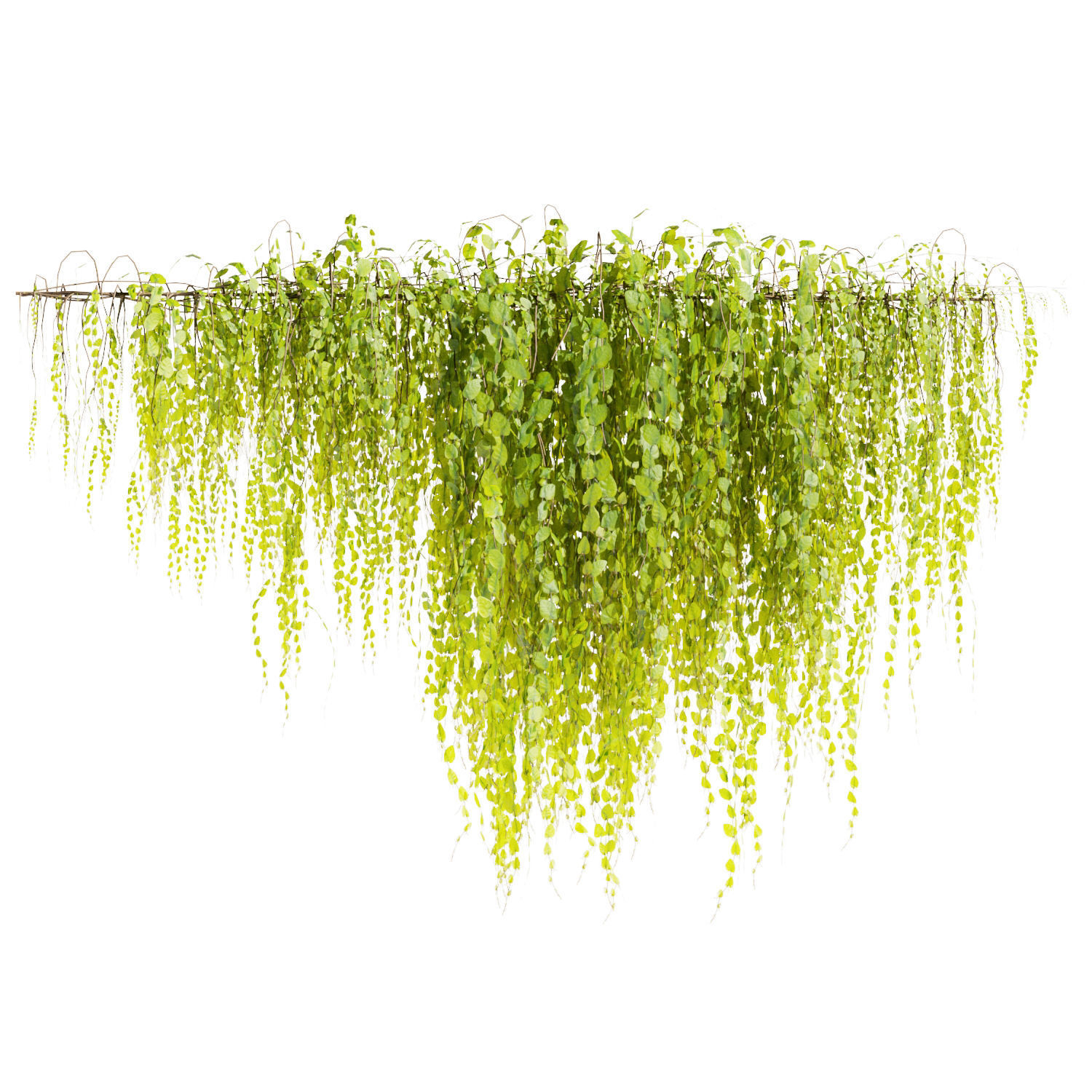 Collection plant vol 443 - Outdoor - bush - ivy 3D model_1