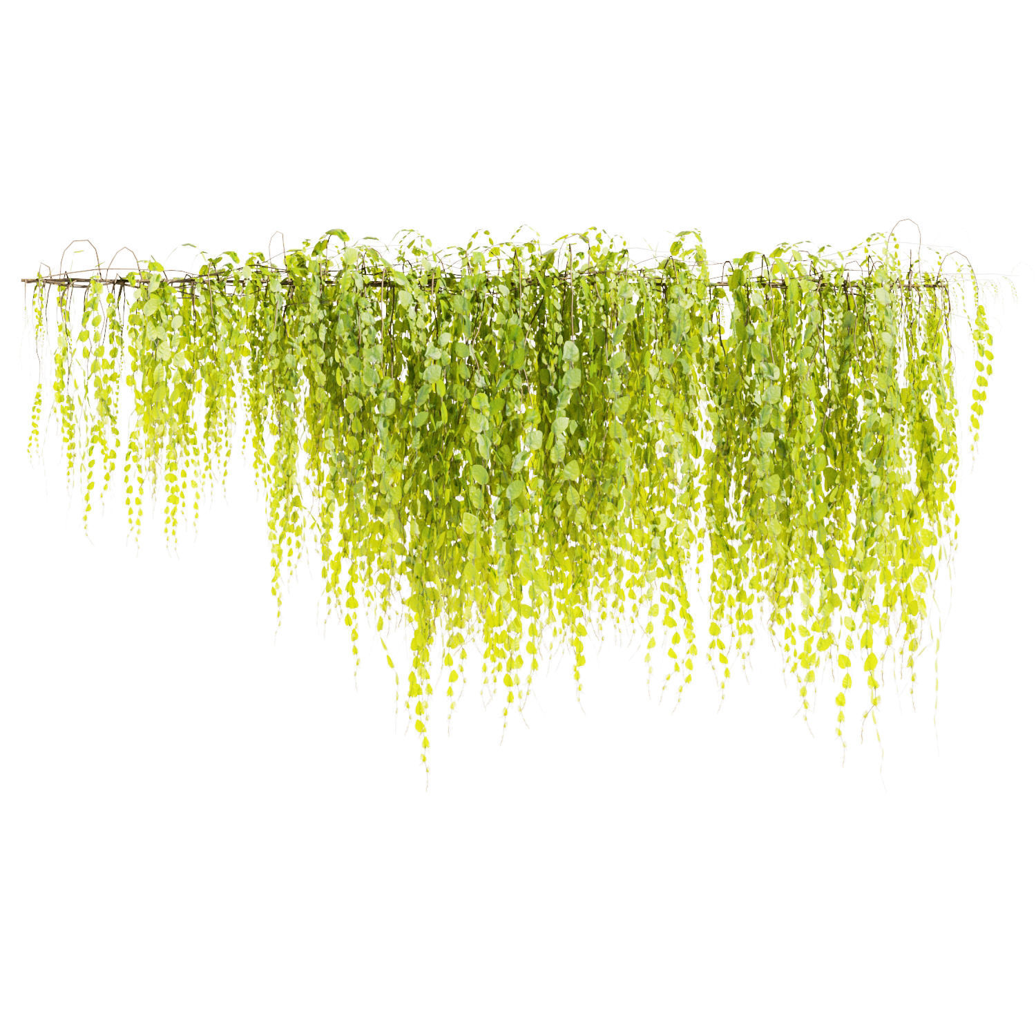 Collection plant vol 443 - Outdoor - bush - ivy 3D model_2