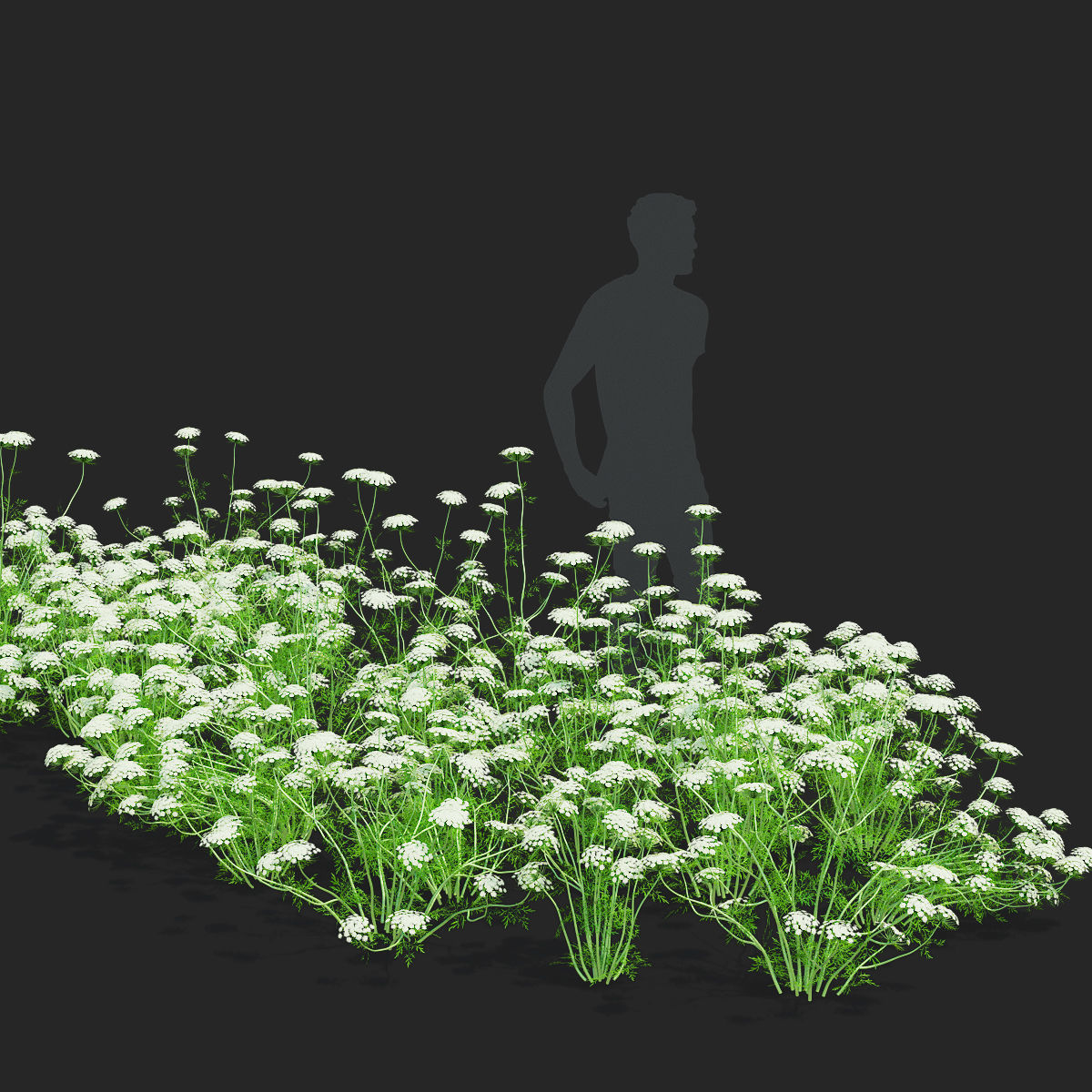 Ammi visnaga flower 3D model_2