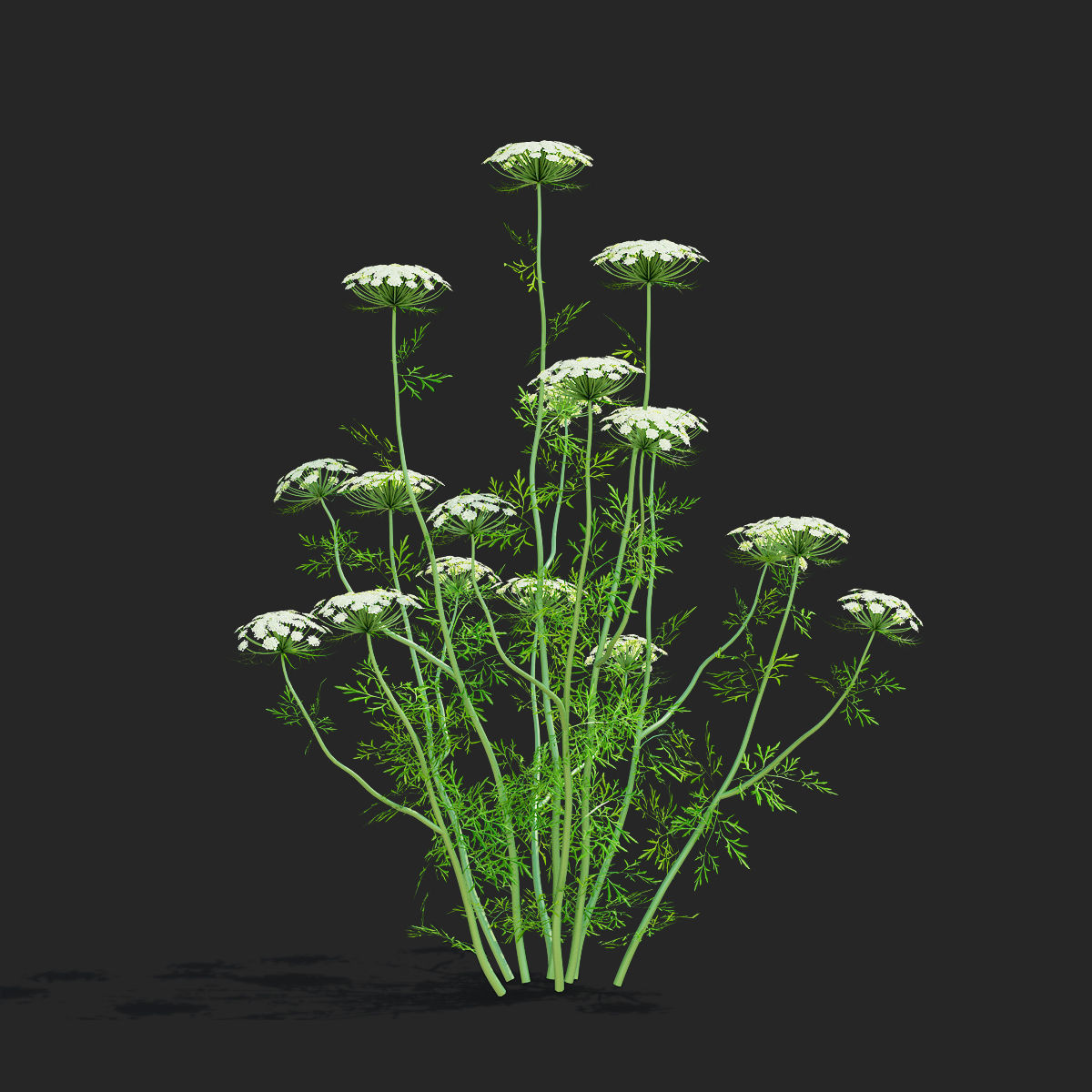 Ammi visnaga flower 3D model_6