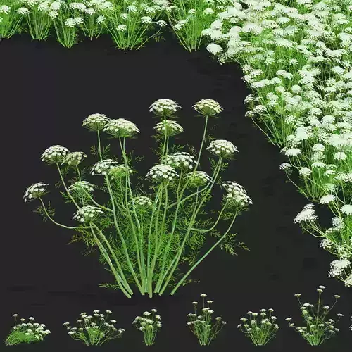 Ammi visnaga flower 3D model