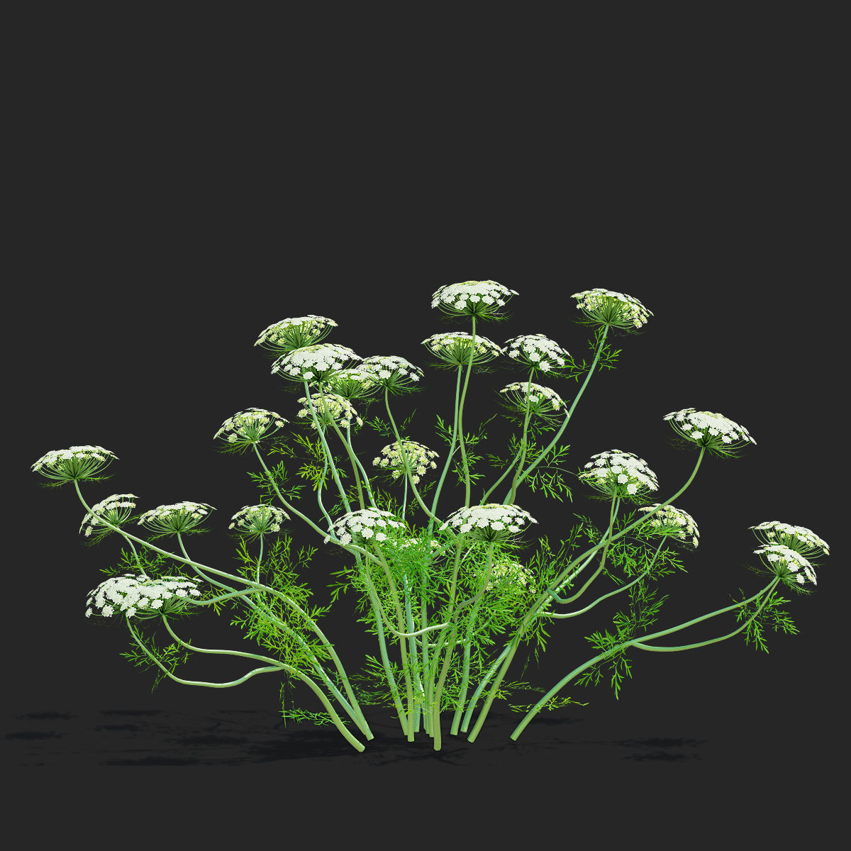 Ammi visnaga flower 3D model_8