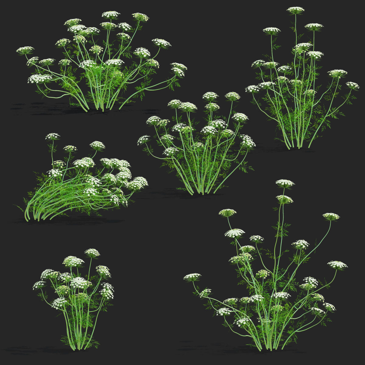 Ammi visnaga flower 3D model_1