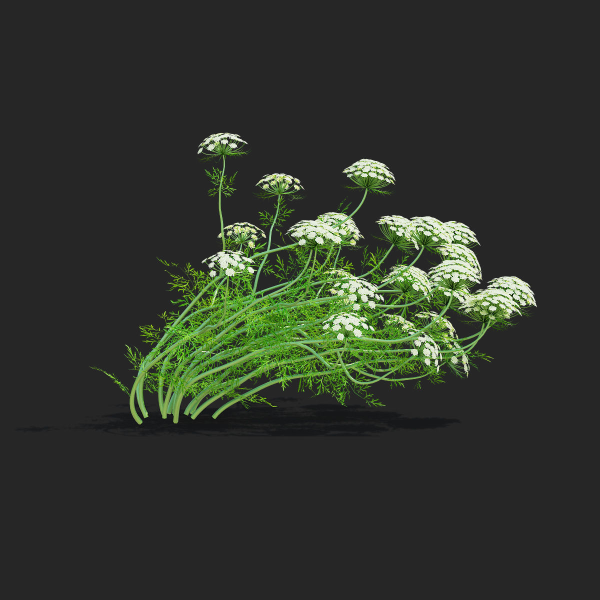 Ammi visnaga flower 3D model_9
