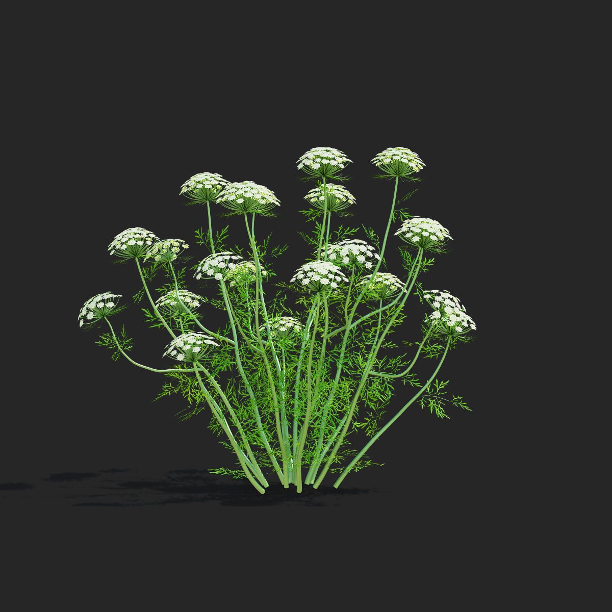 Ammi visnaga flower 3D model_5