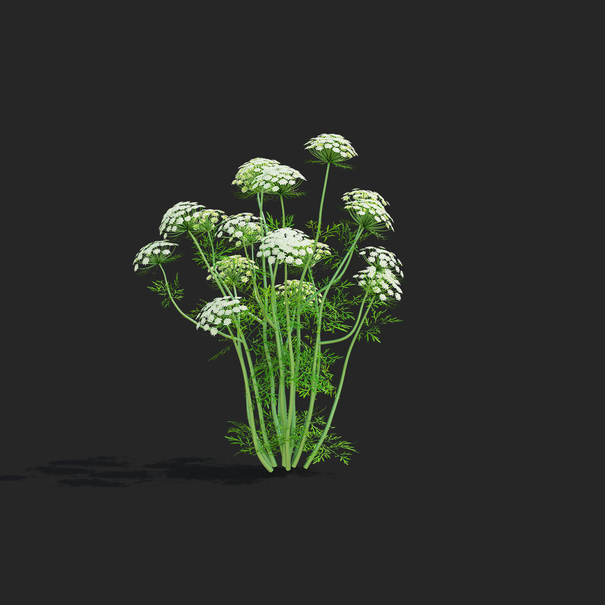 Ammi visnaga flower 3D model_7