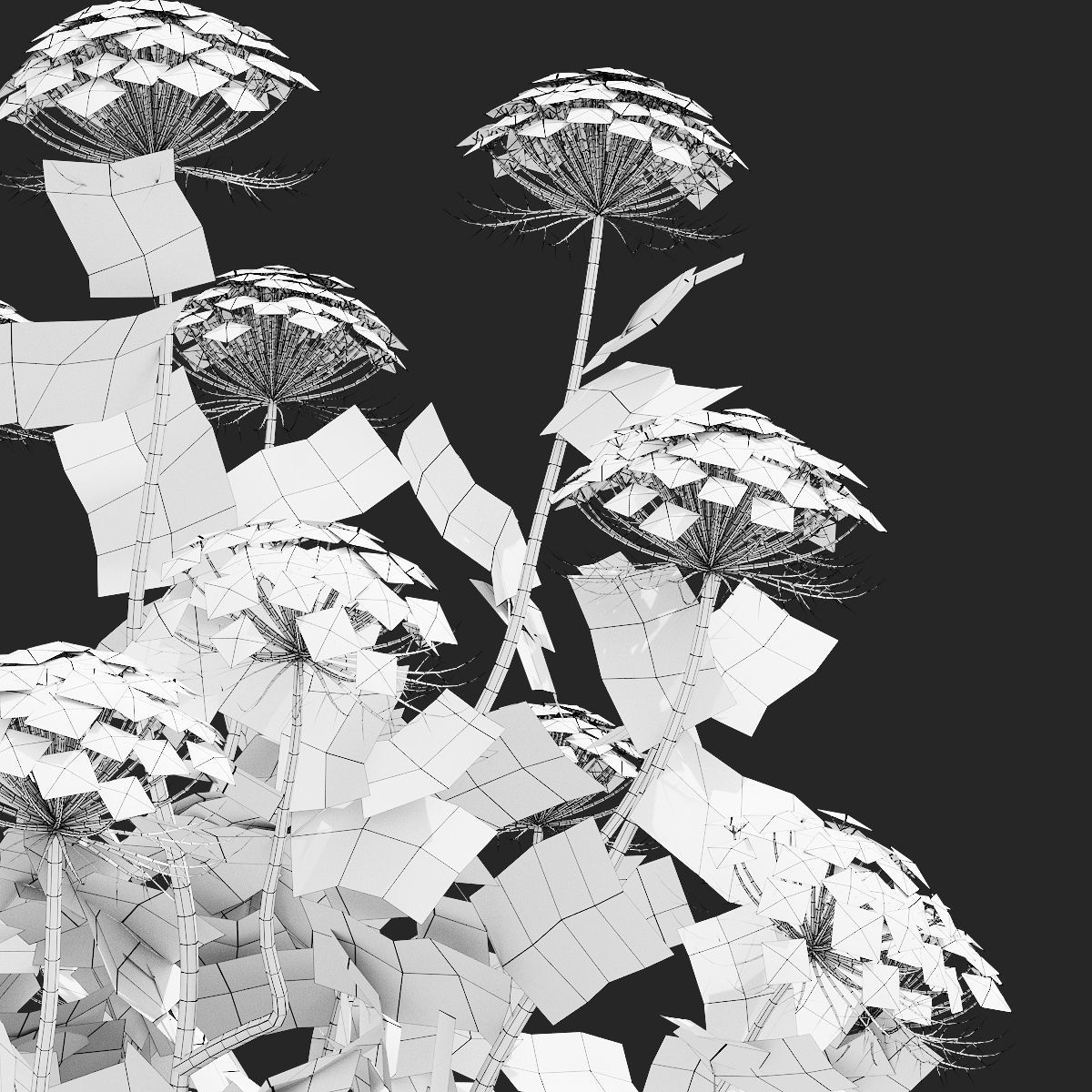 Ammi visnaga flower 3D model_11