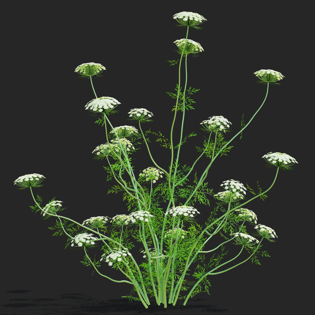Ammi visnaga flower 3D model_4