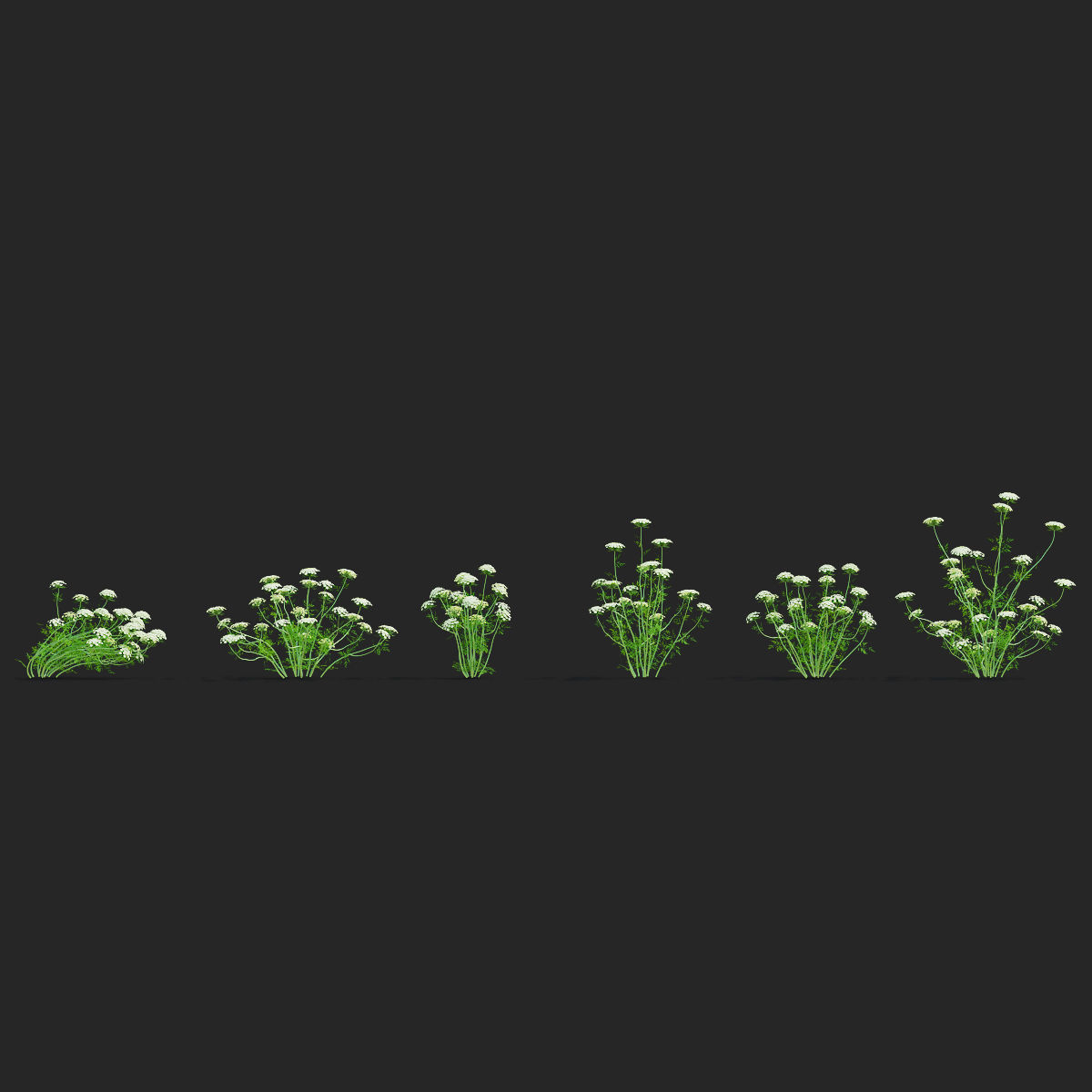 Ammi visnaga flower 3D model_3