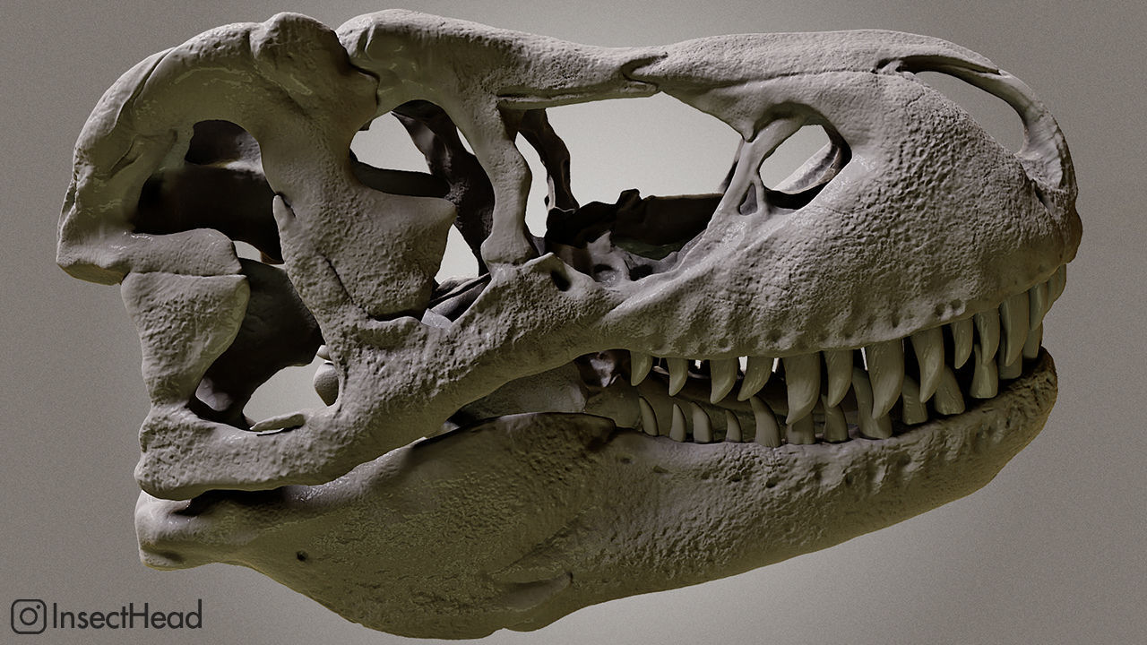 Realistic T-rex skull  3D print model_1